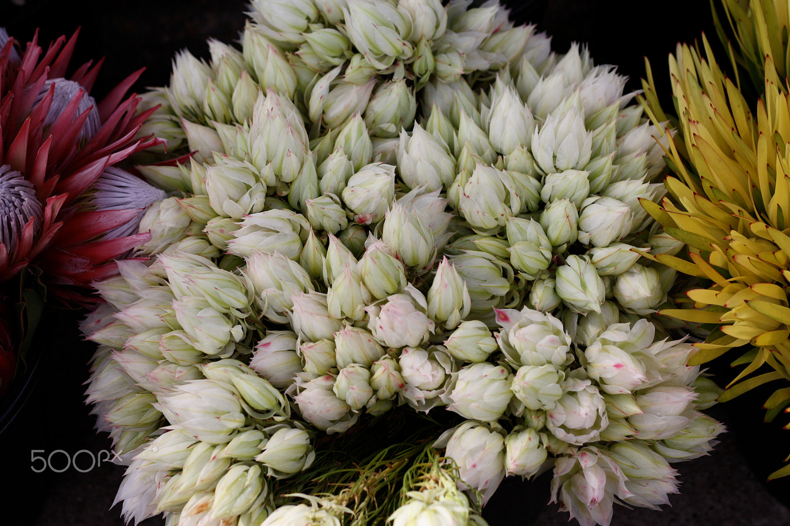 Canon EOS 450D (EOS Rebel XSi / EOS Kiss X2) sample photo. Bouquet of white flower buds photography