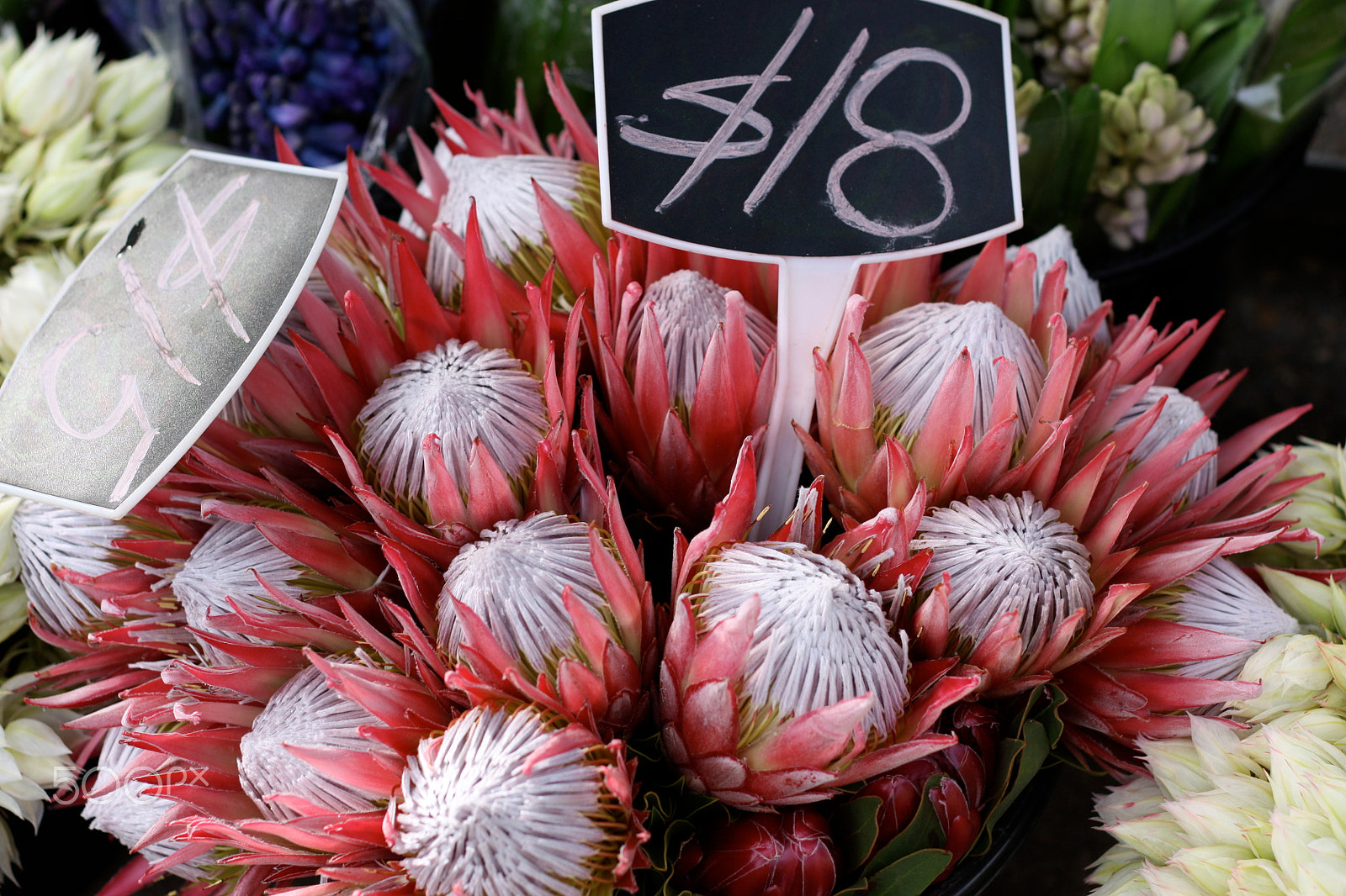 Canon EOS 450D (EOS Rebel XSi / EOS Kiss X2) + Canon EF 50mm F1.8 II sample photo. Protea flowers for sale photography