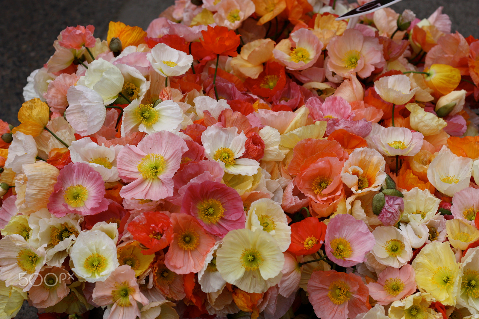 Canon EOS 450D (EOS Rebel XSi / EOS Kiss X2) sample photo. Delicate, multicolored flowers in pink, white, red photography