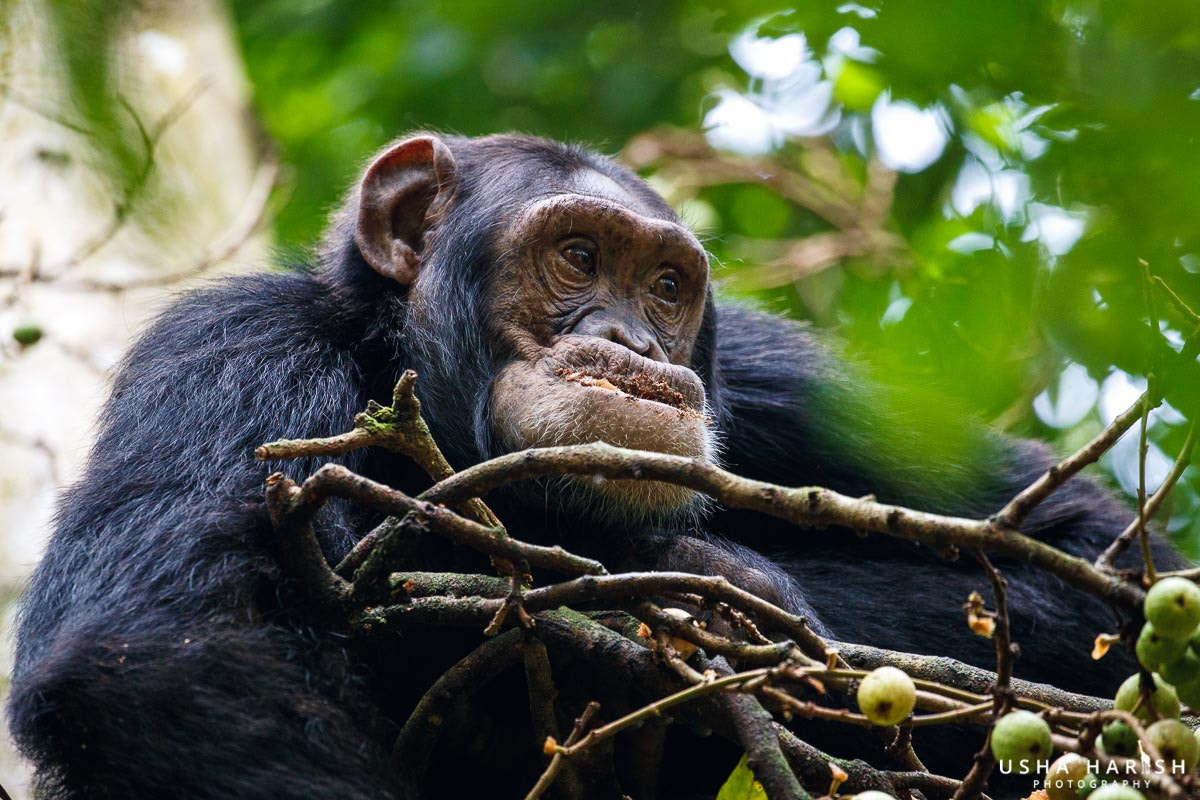 Canon EOS-1D X Mark II sample photo. Chimpanzee from kibale np, uganda photography