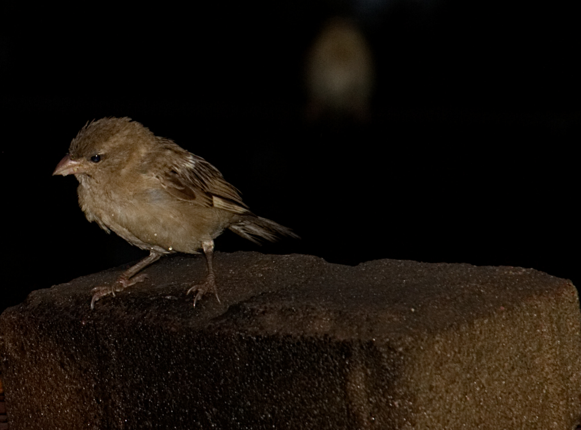 18.0 - 135.0 mm sample photo. Soaking in the rain ii photography