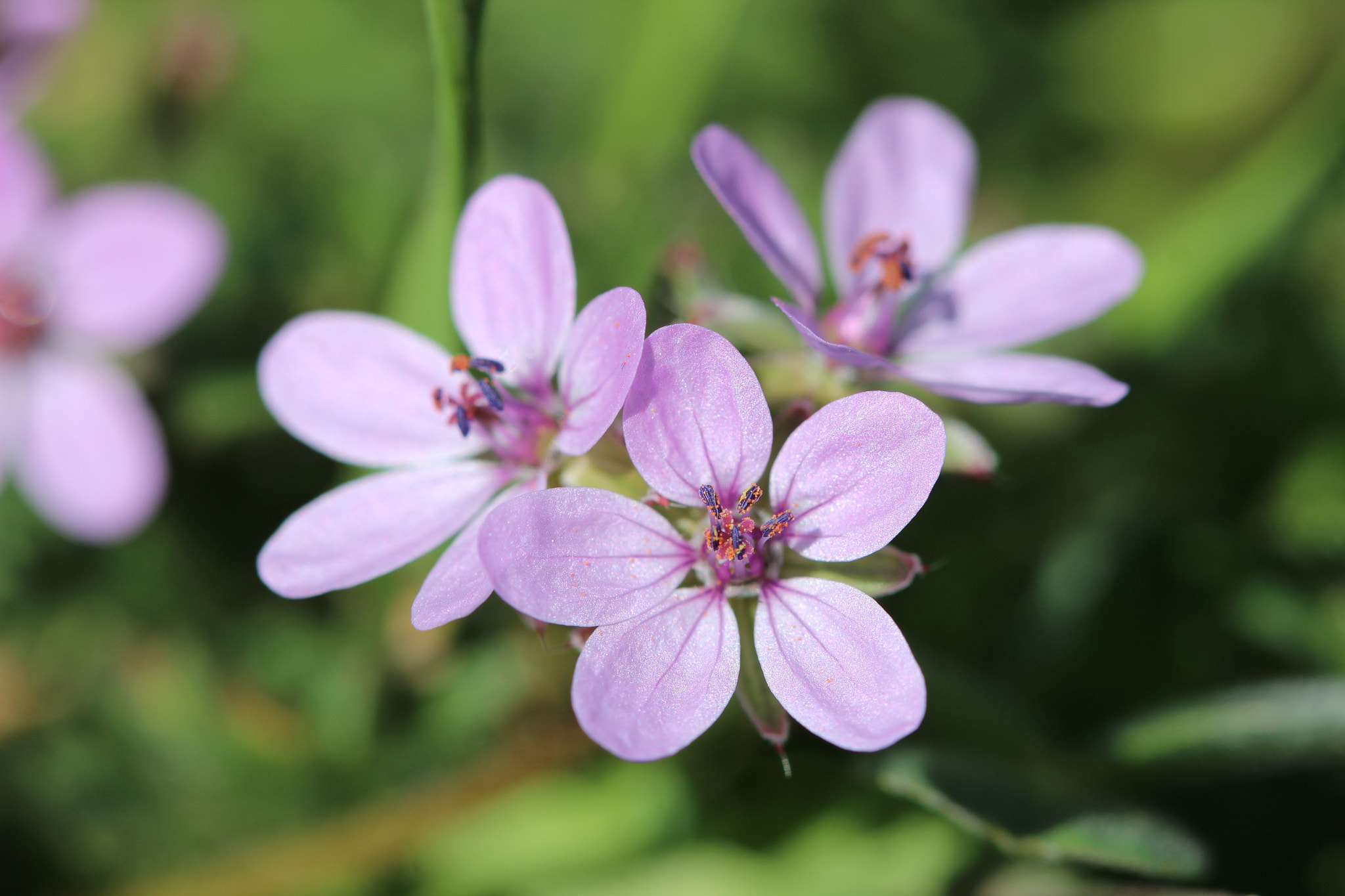 Canon EF 100mm F2.8 Macro USM sample photo. Triplet photography