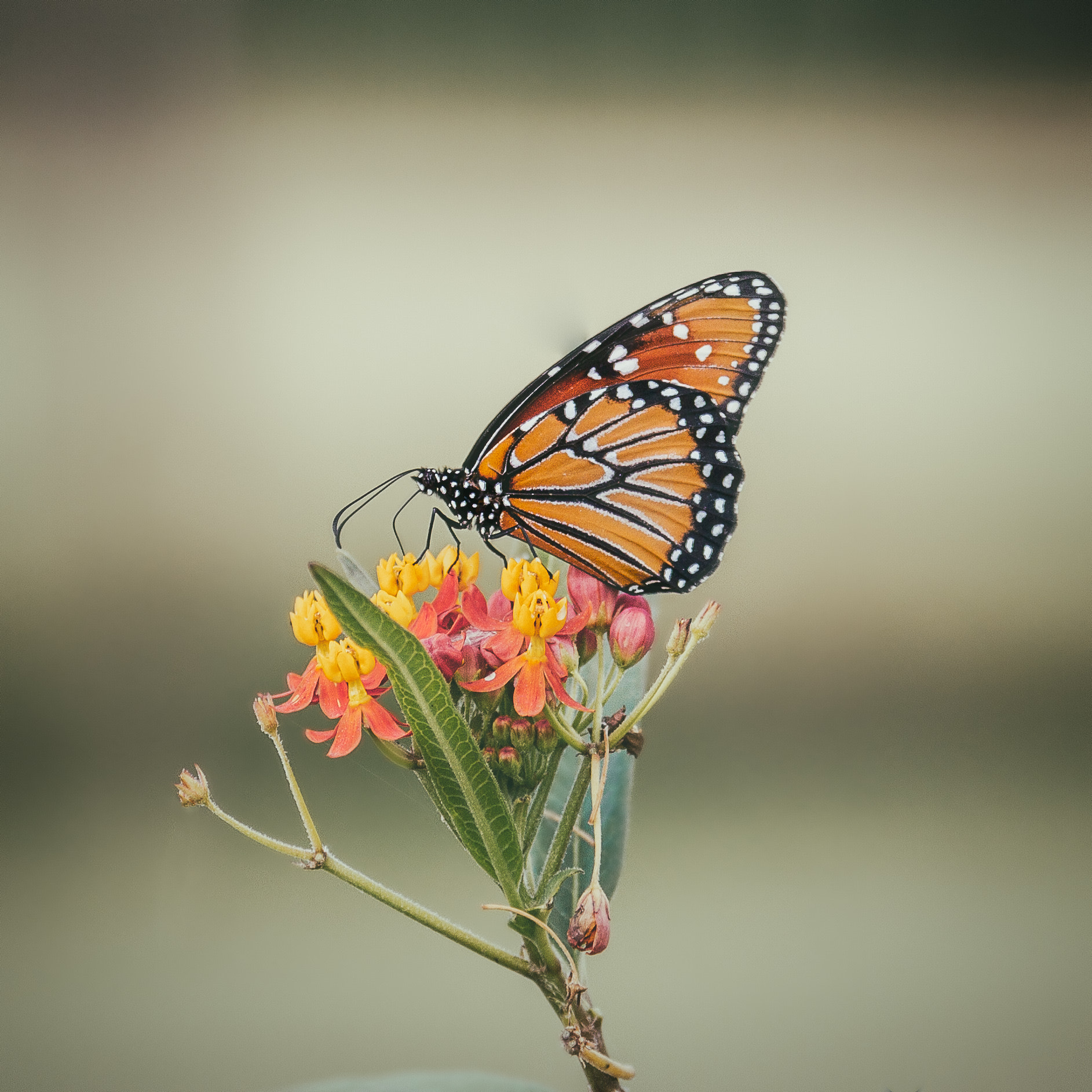 Canon EOS 7D sample photo. Monarch butterfly photography
