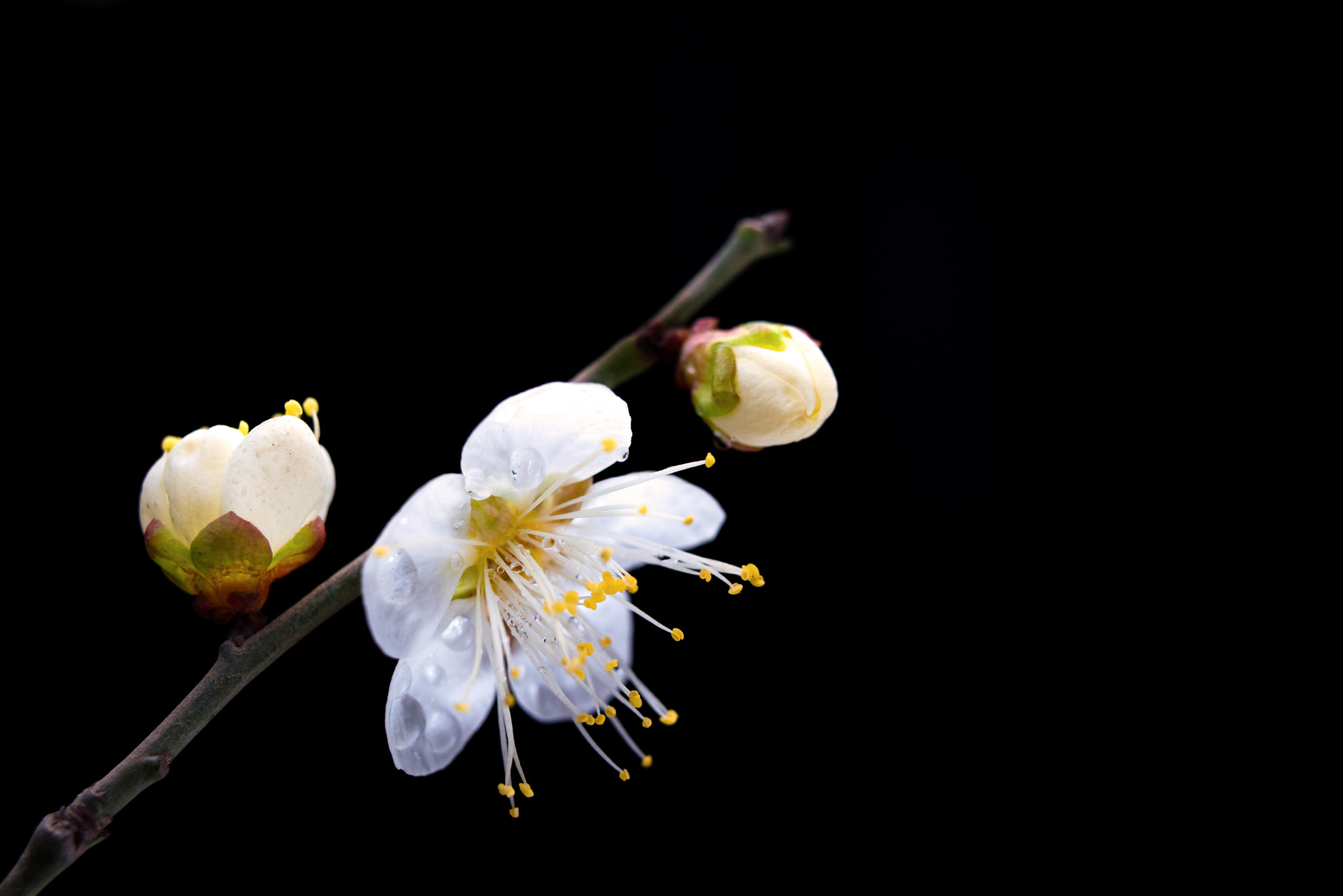 Nikon AF-S Micro-Nikkor 60mm F2.8G ED sample photo. Fiower photography