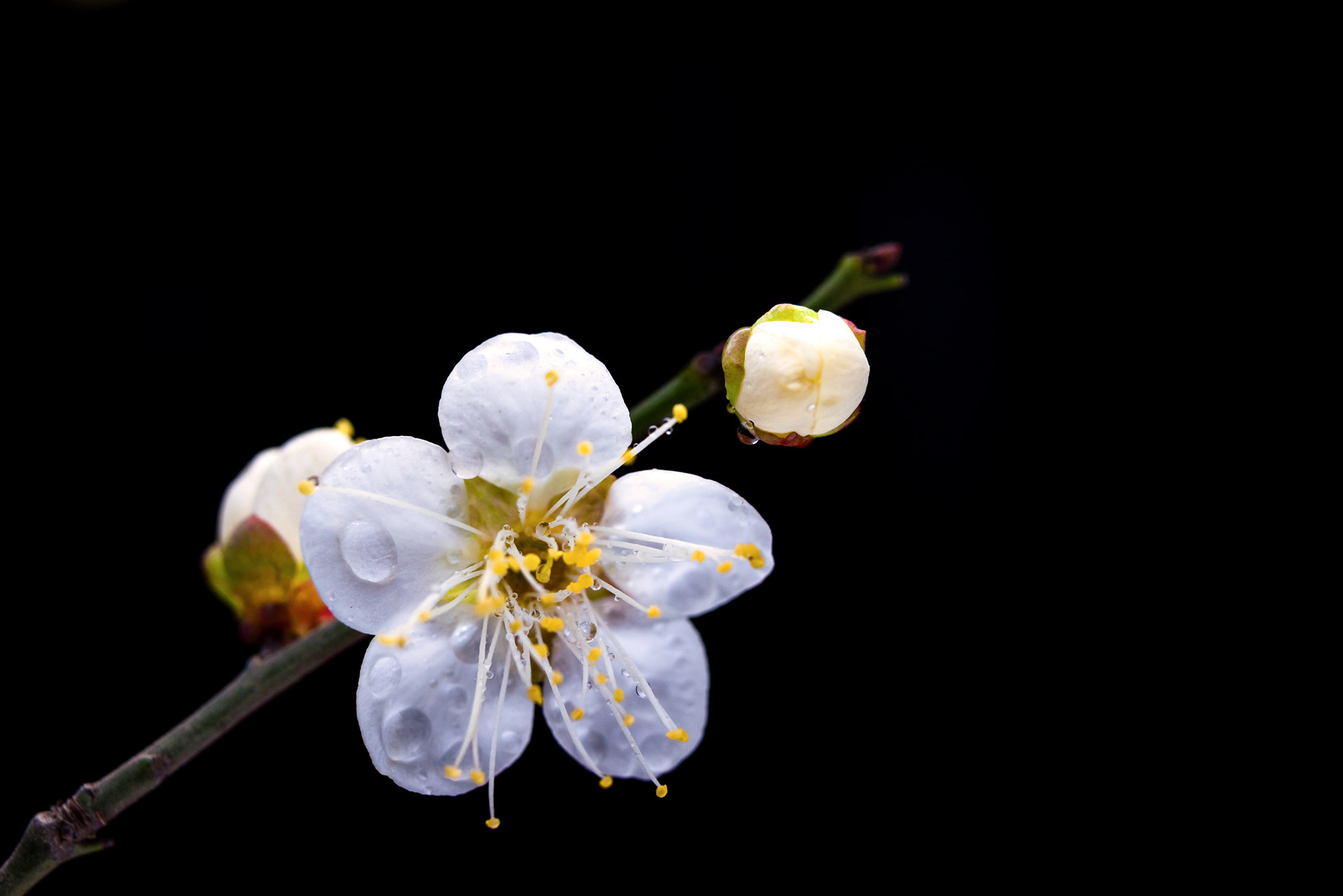 Nikon AF-S Micro-Nikkor 60mm F2.8G ED sample photo. Fiower photography