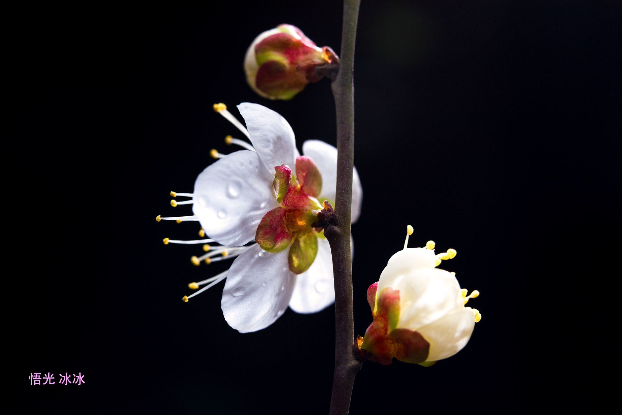 Nikon AF-S Micro-Nikkor 60mm F2.8G ED sample photo. Fiower photography