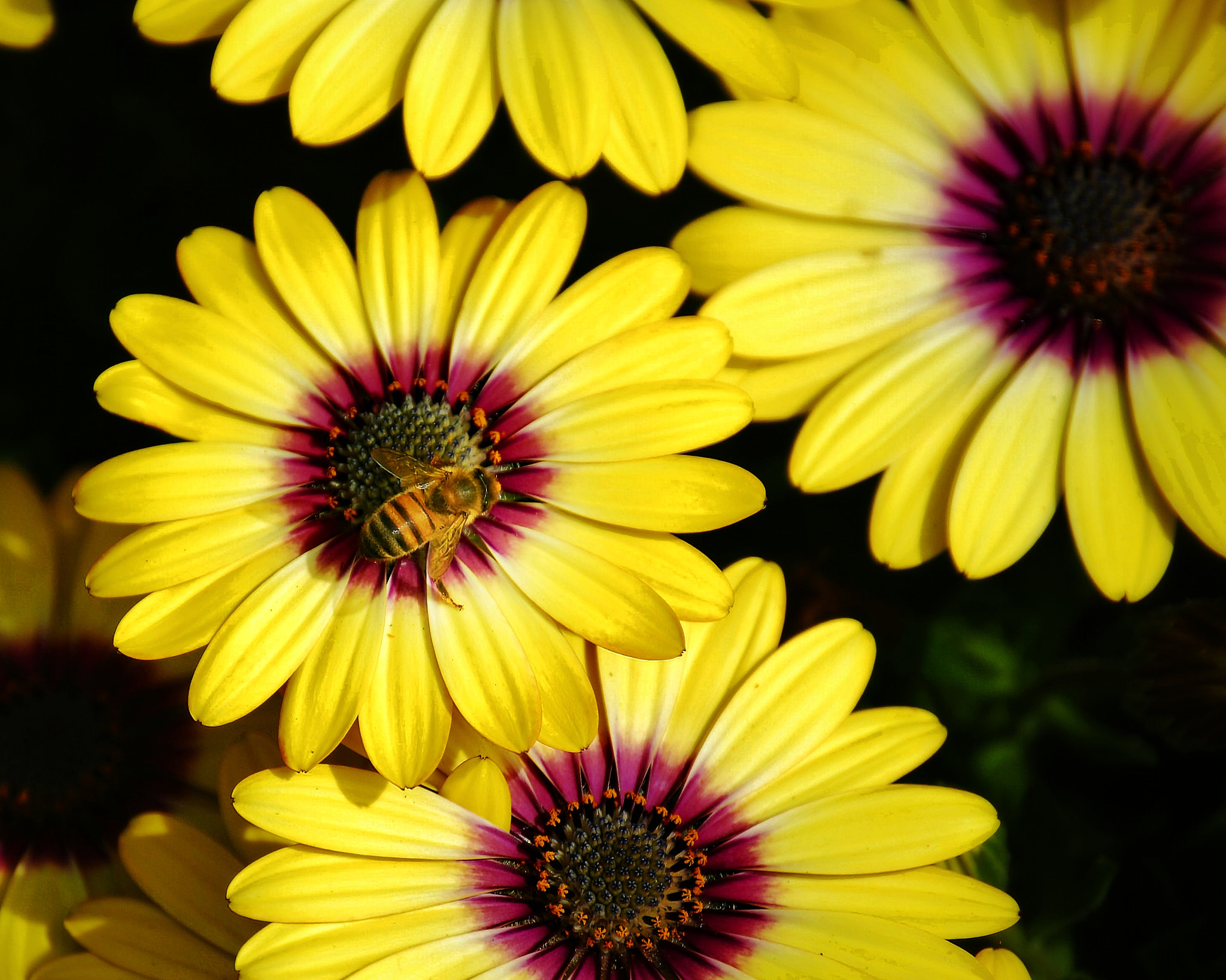 Nikon D3000 sample photo