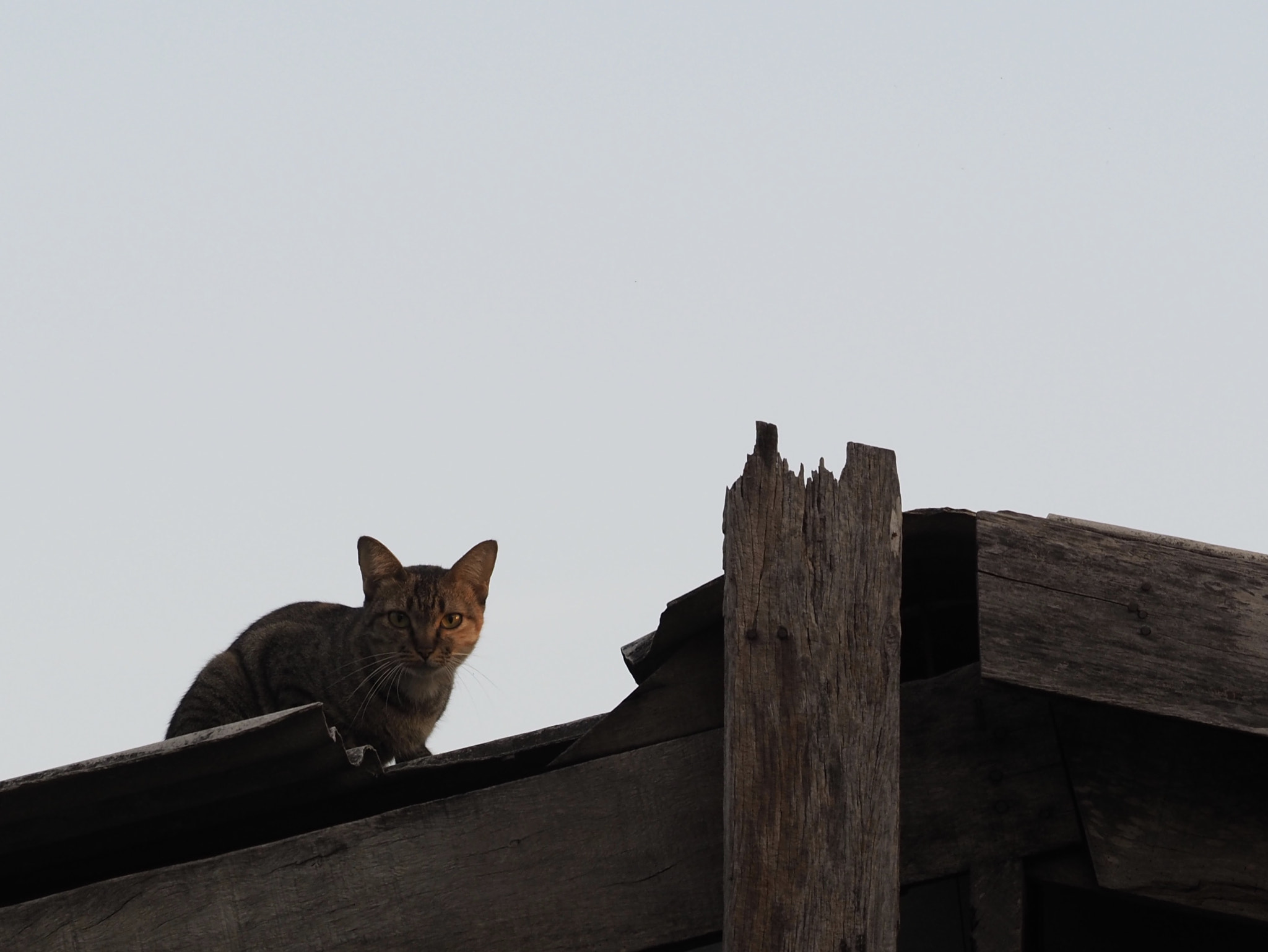 Panasonic Lumix G X Vario 35-100mm F2.8 OIS sample photo. Spy photography
