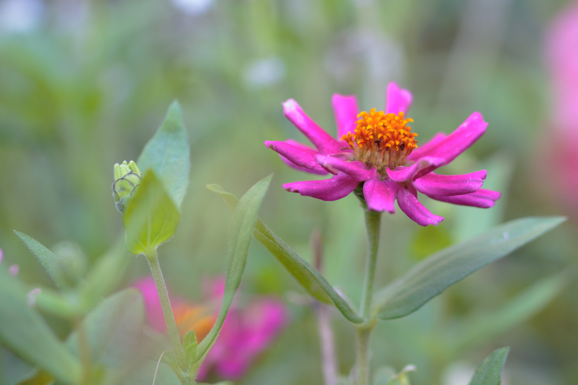 Sigma 105mm F2.8 EX DG OS HSM sample photo. Nature  photography