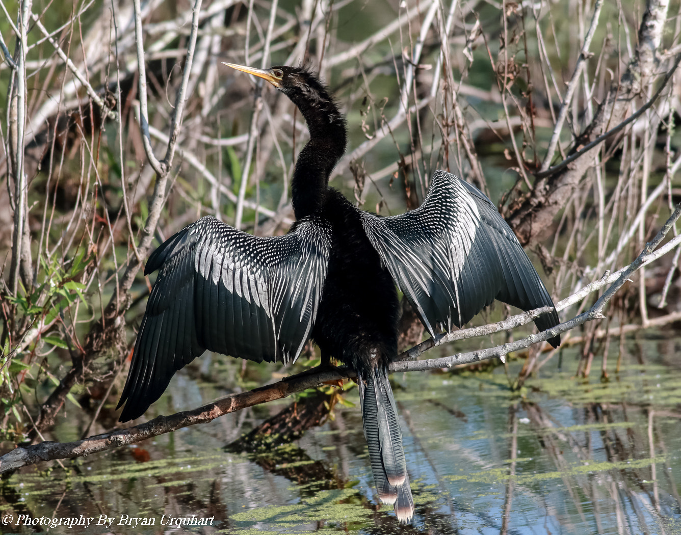 Canon EOS 70D + Canon EF 400mm F5.6L USM sample photo. Ahinga photography