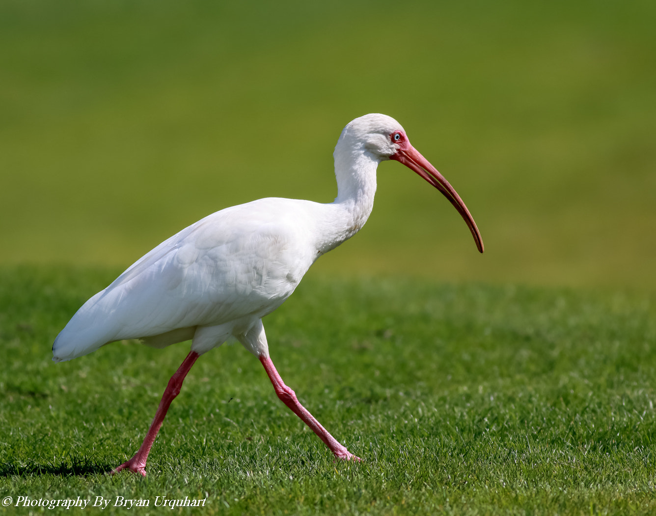 Canon EOS 70D + Canon EF 400mm F5.6L USM sample photo. Ibis photography