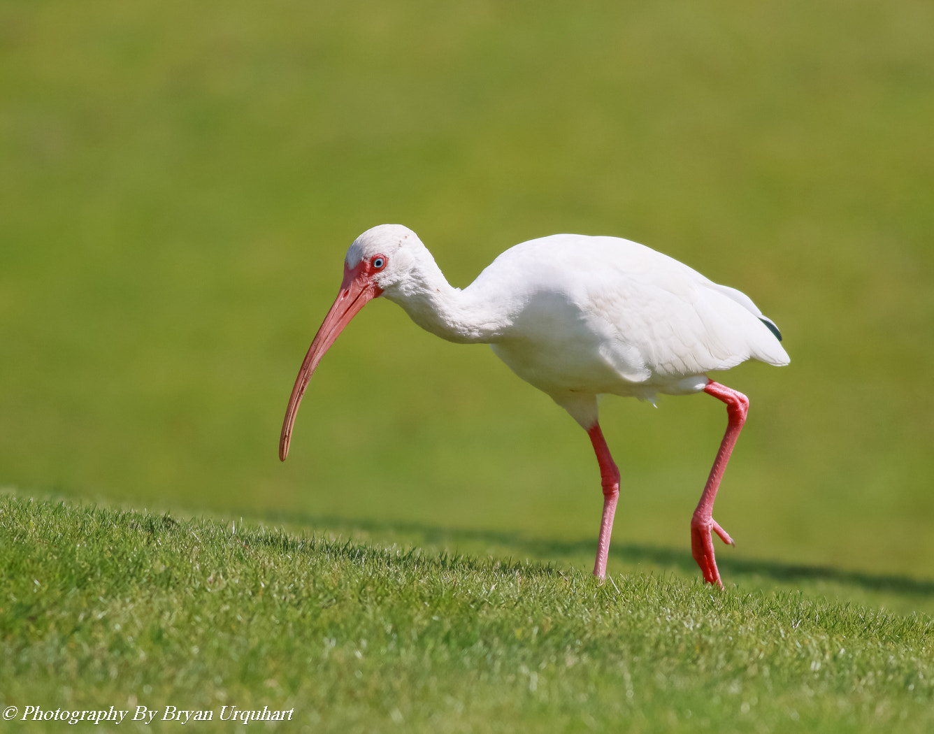 Canon EOS 70D + Canon EF 400mm F5.6L USM sample photo. Ibis photography