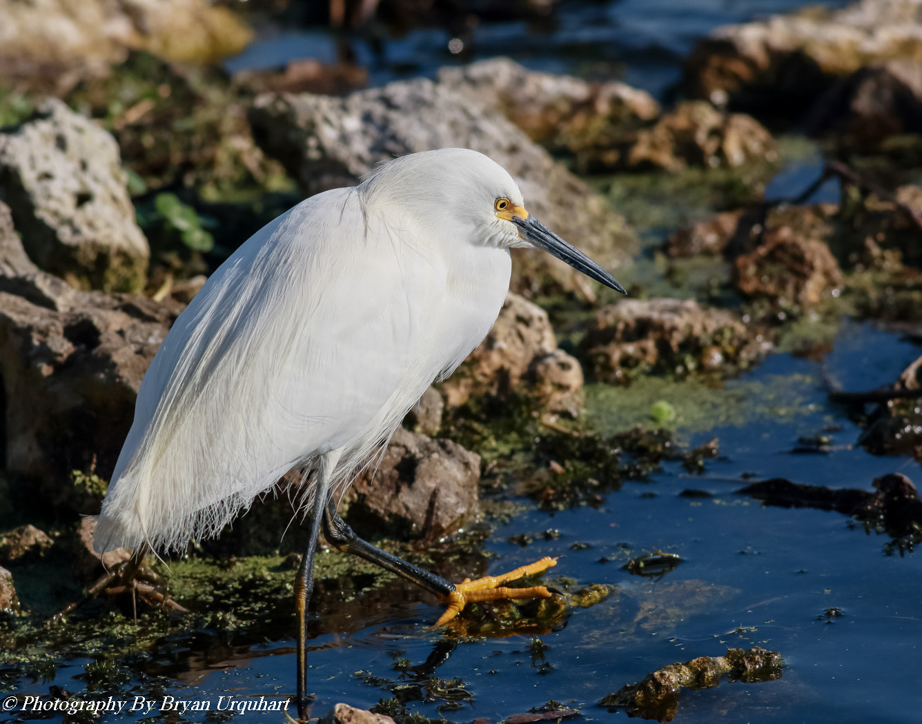 Canon EOS 70D + Canon EF 400mm F5.6L USM sample photo. Snowy egret photography