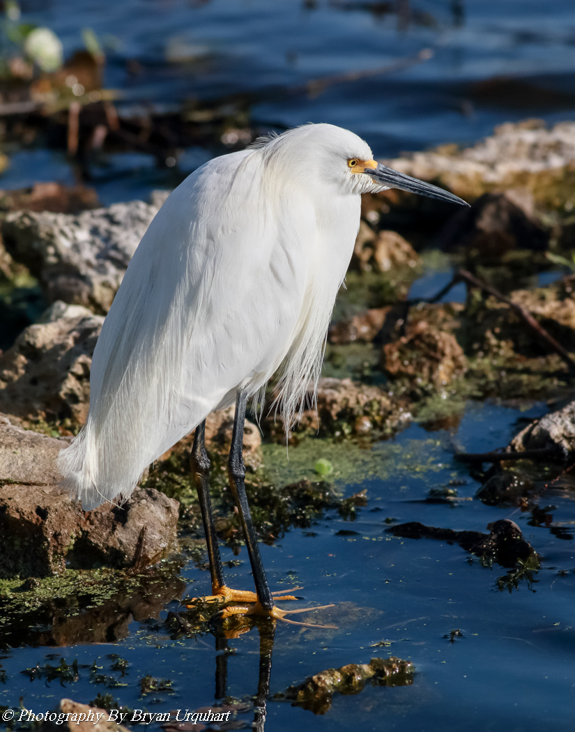 Canon EOS 70D + Canon EF 400mm F5.6L USM sample photo. Snowy egret photography