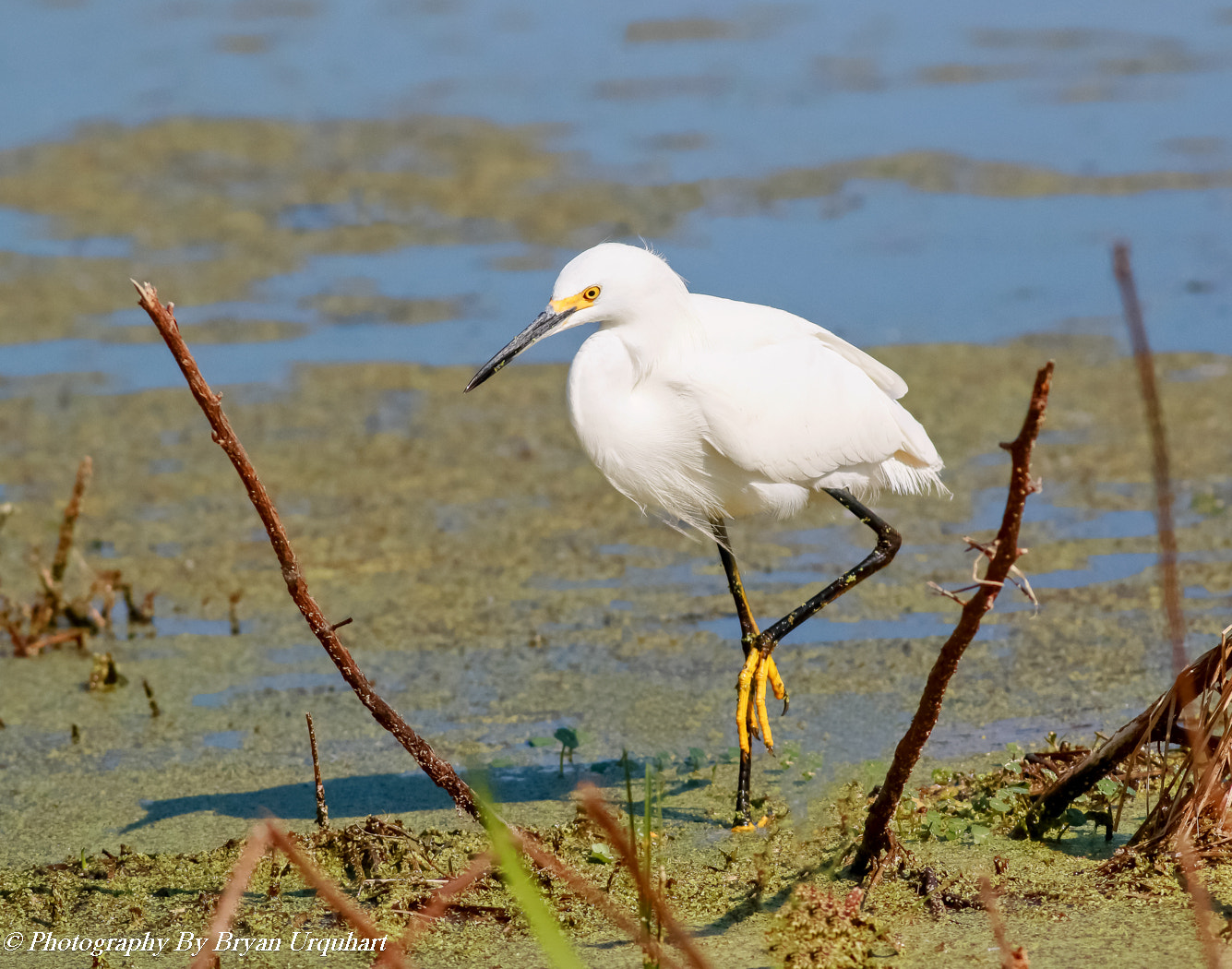 Canon EOS 70D + Canon EF 400mm F5.6L USM sample photo. Snowy egret photography