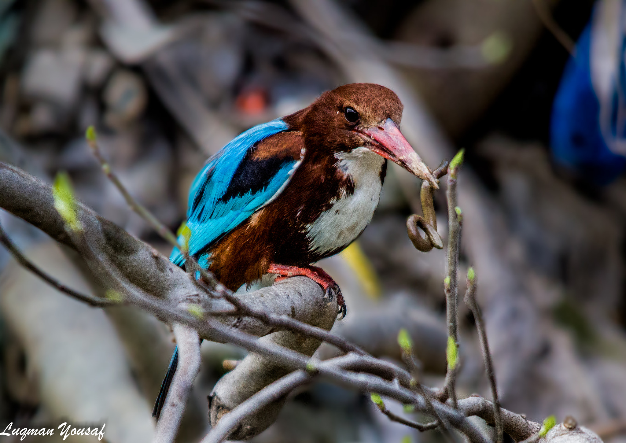 Canon EOS 1200D (EOS Rebel T5 / EOS Kiss X70 / EOS Hi) + Sigma 150-500mm F5-6.3 DG OS HSM sample photo. White throated kingfisher photography