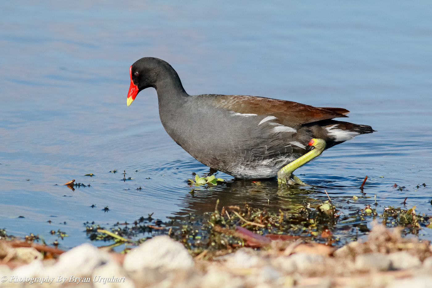 Canon EOS 70D + Canon EF 400mm F5.6L USM sample photo. Moore hen photography