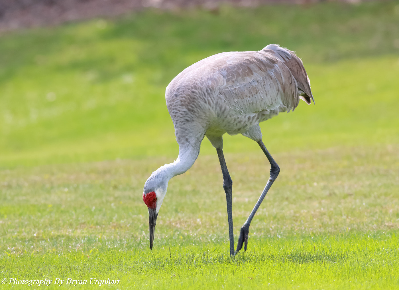 Canon EOS 70D sample photo. Sandhill crane photography