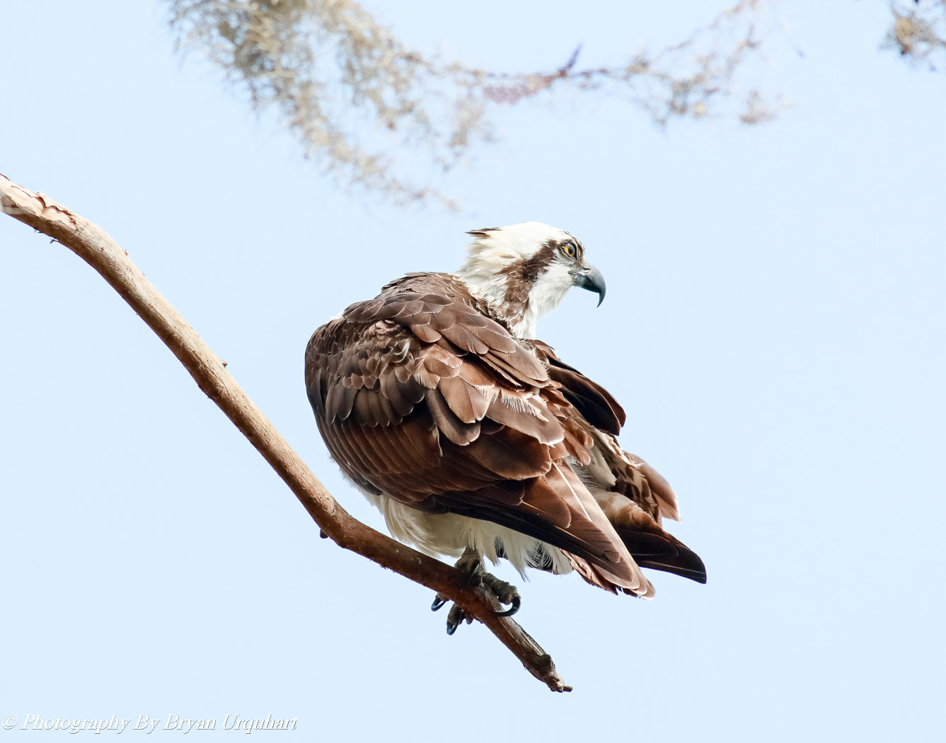 Canon EOS 70D + Canon EF 400mm F5.6L USM sample photo. Osprey photography