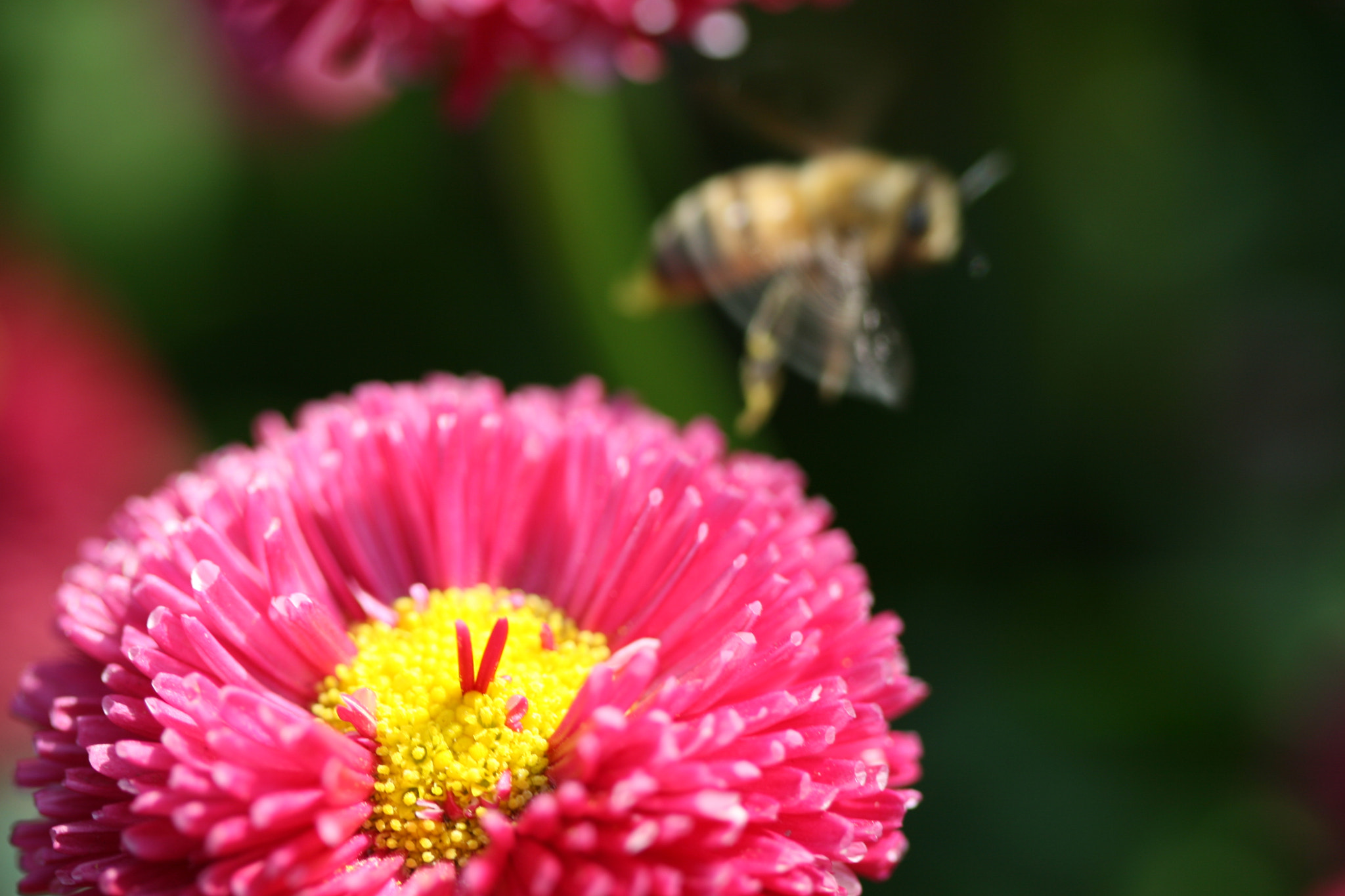 Canon EF 100mm F2.8 Macro USM sample photo