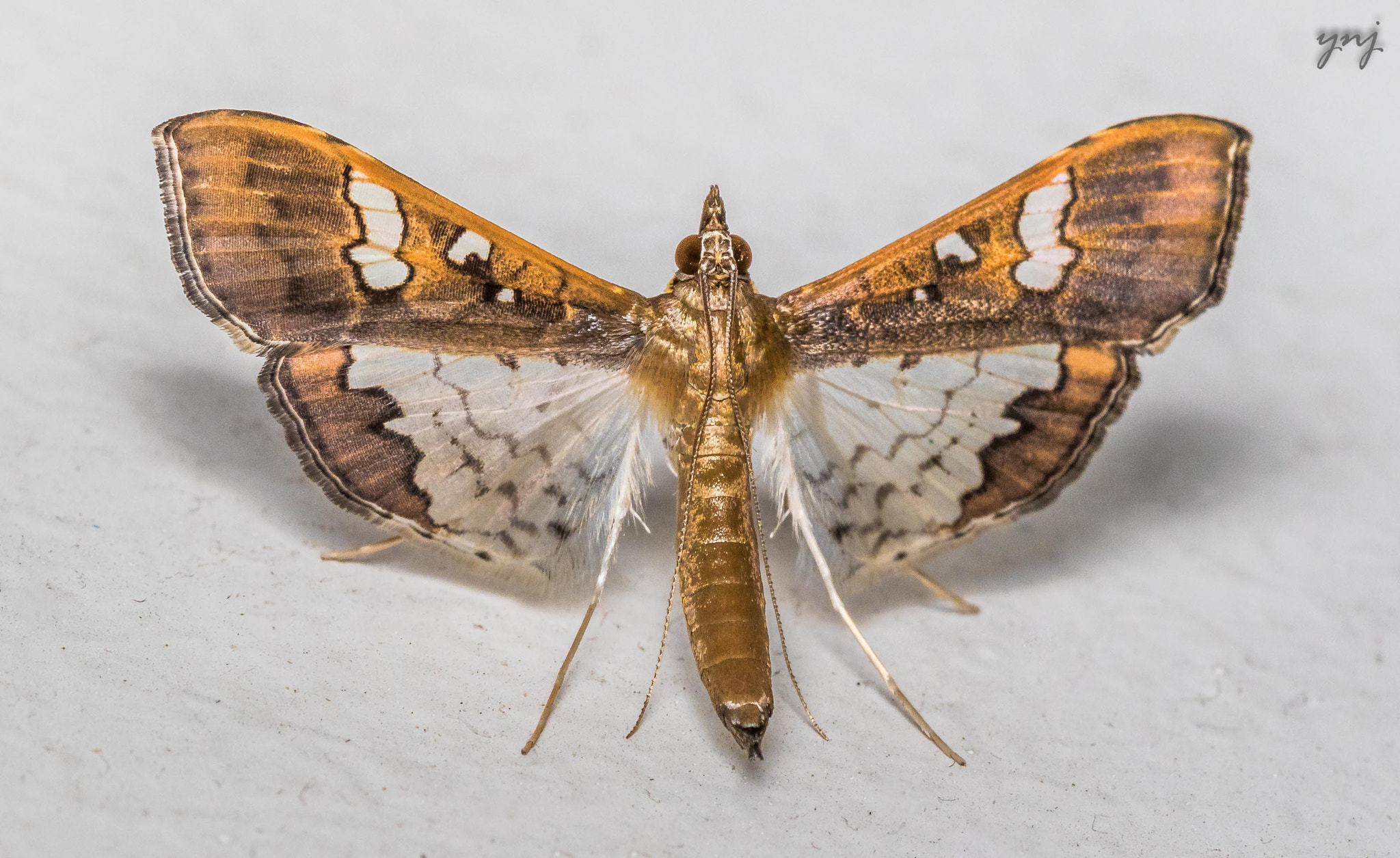 Canon EF 100mm F2.8 Macro USM sample photo. Golden beauty photography