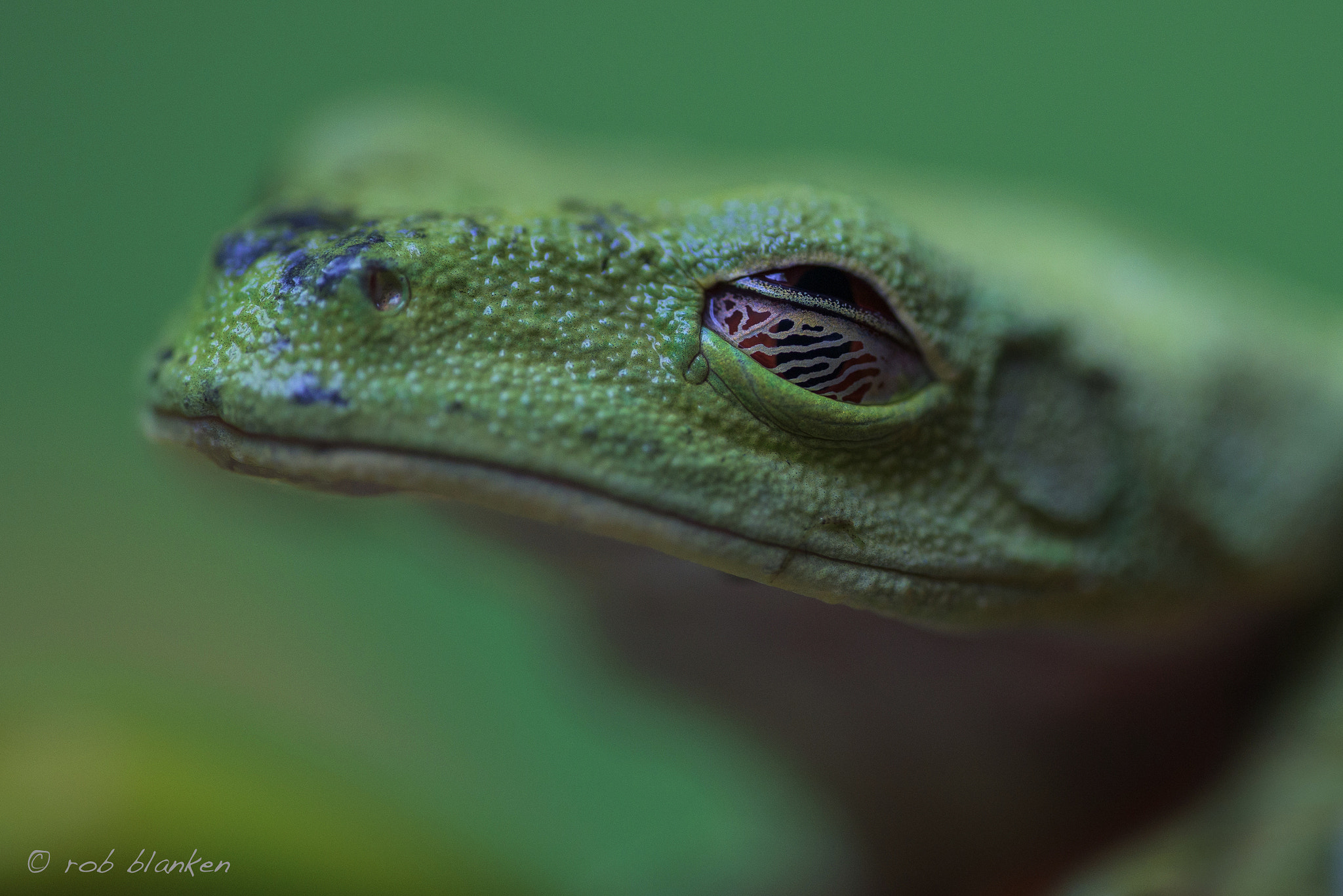 Nikon D810 sample photo. Asleep photography
