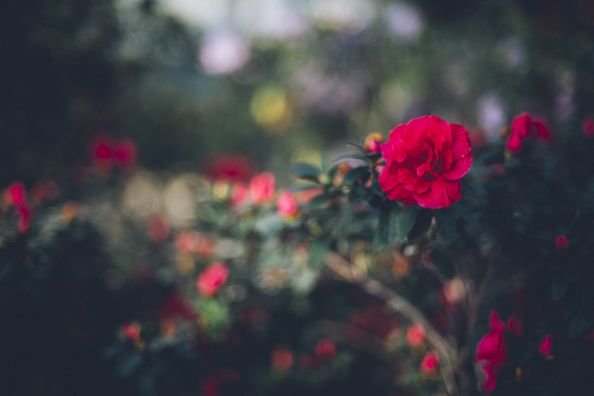 Nikon D600 + Nikon AF Nikkor 50mm F1.4D sample photo. Botanical garden photography