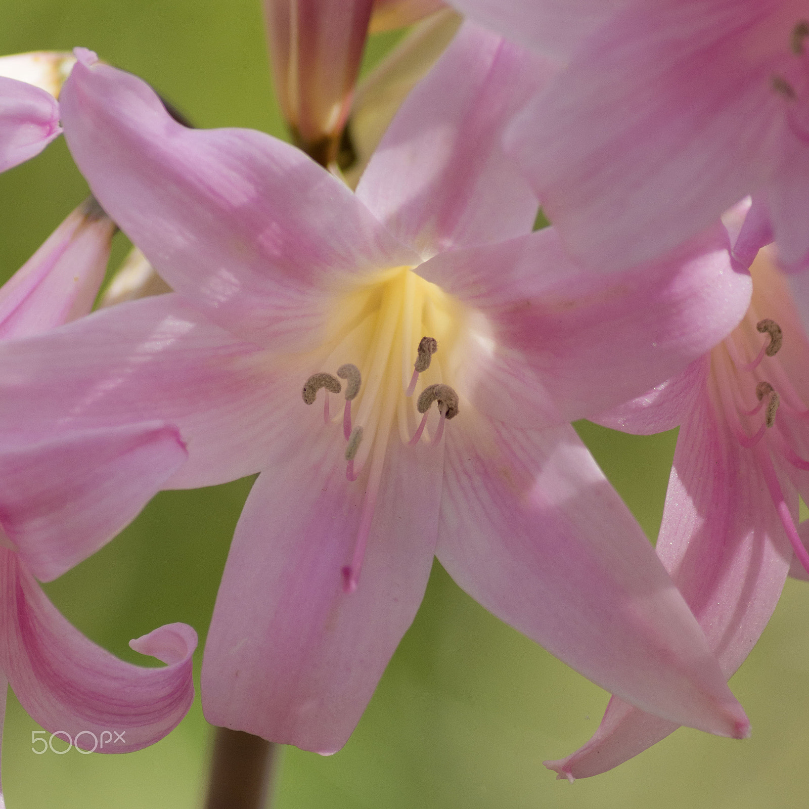 Nikon D7100 sample photo. Pink lily photography
