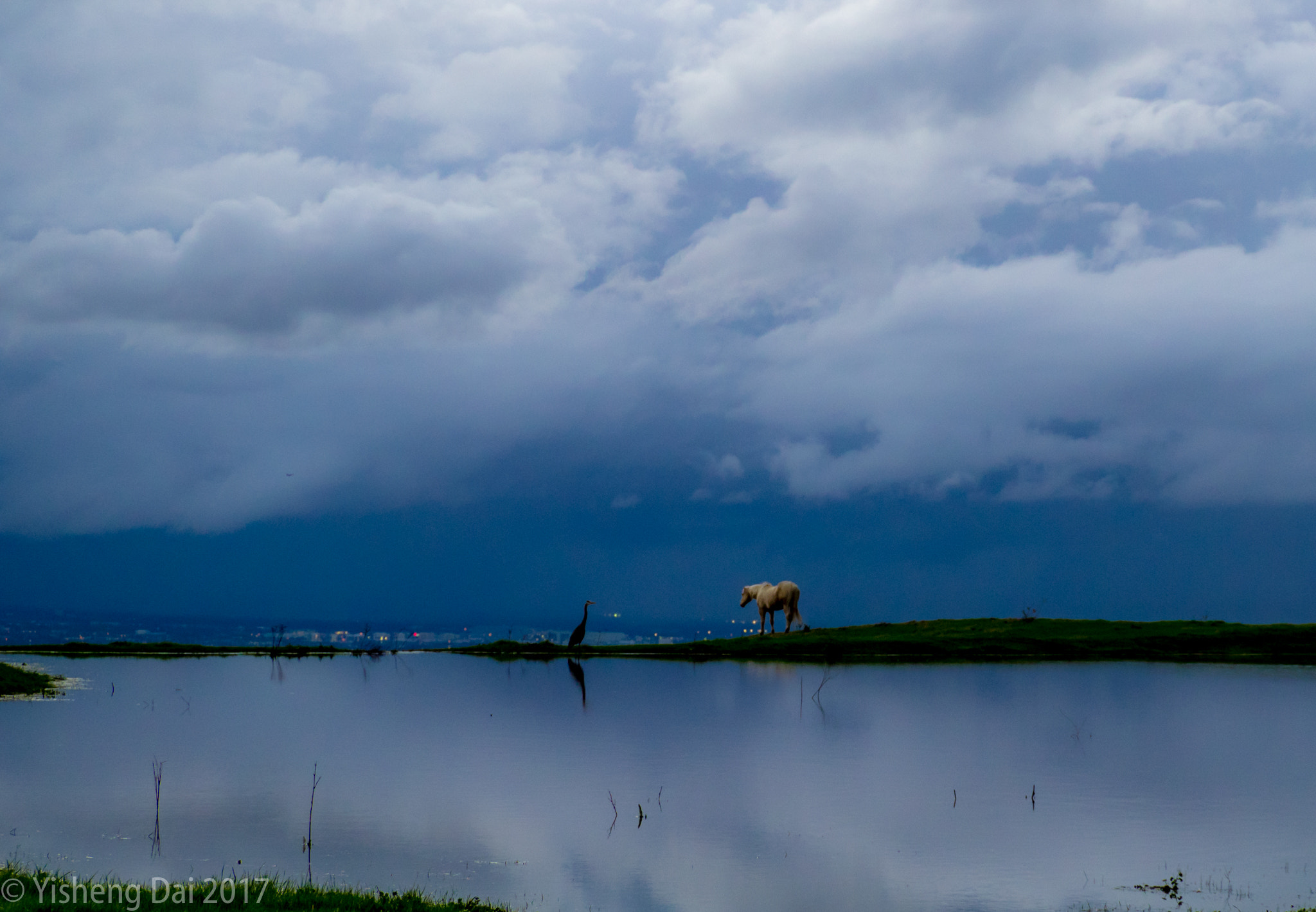 Olympus OM-D E-M1 sample photo. Heron and horse photography