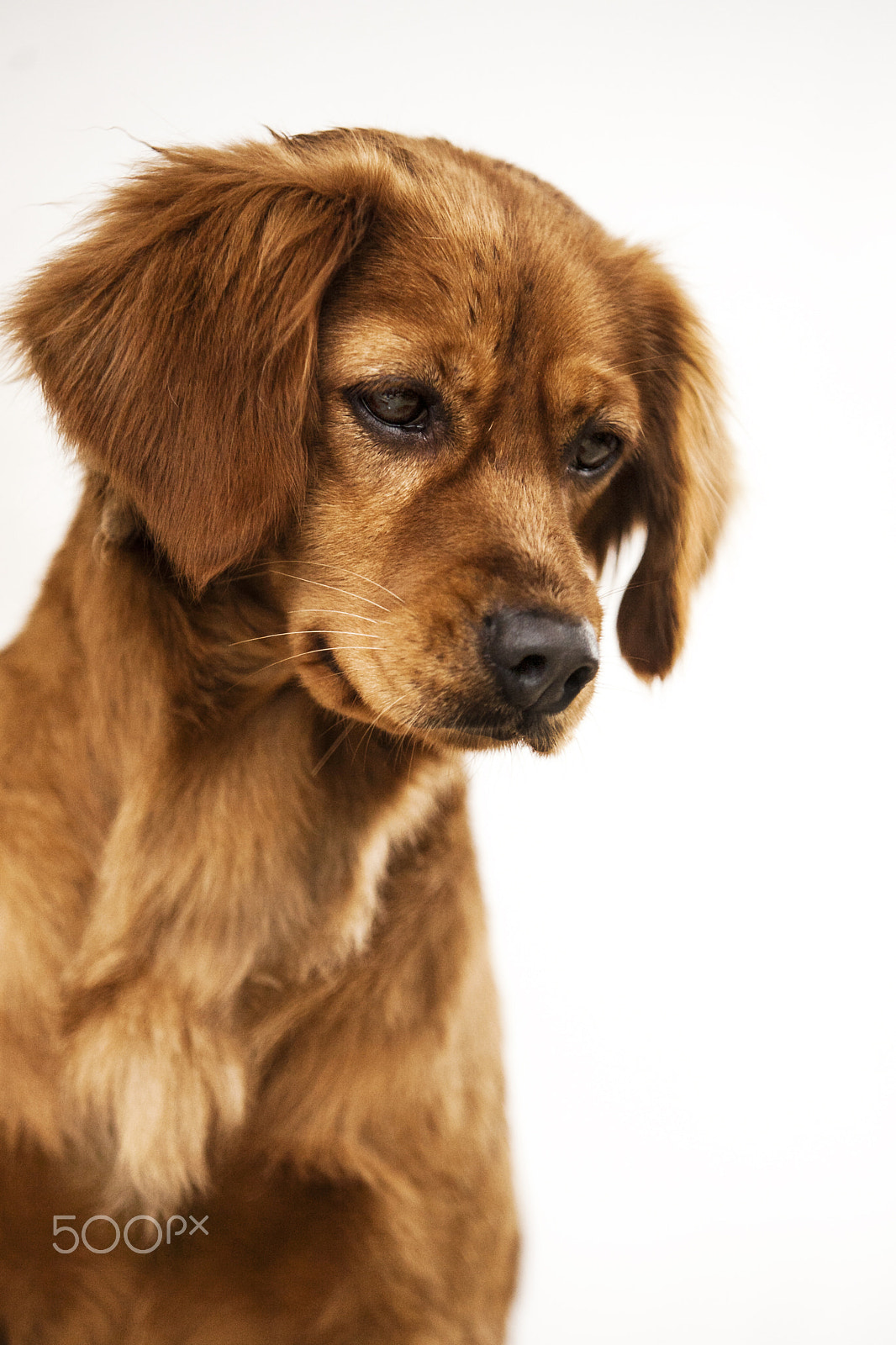 Canon EF 70-200mm F2.8L USM sample photo. Dog happy photography
