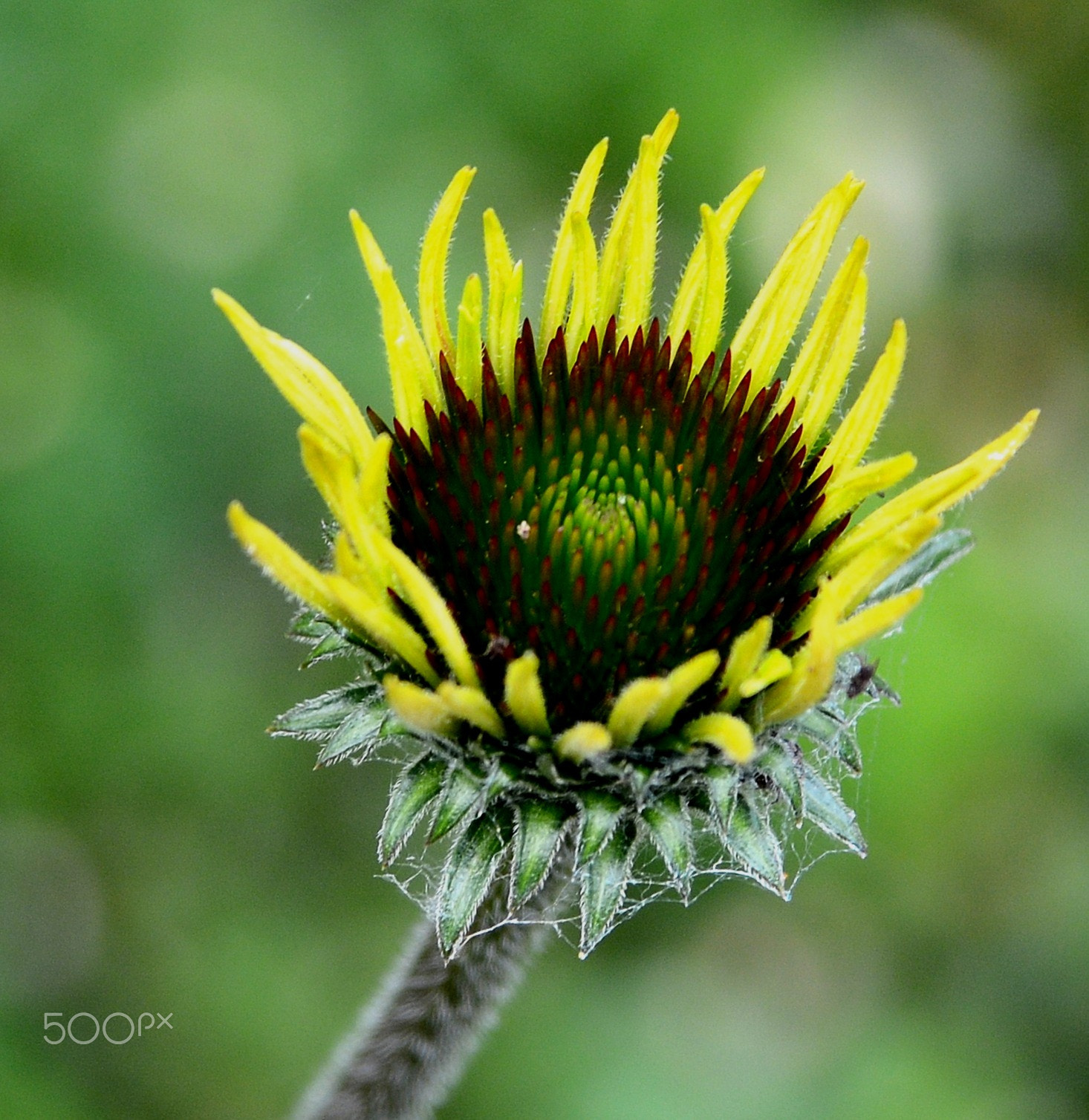 Nikon AF Nikkor 24-85mm F2.8-4D IF sample photo. Morning glow photography