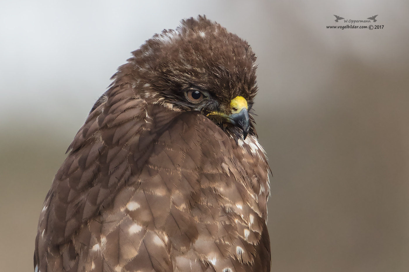 Canon EOS 5DS R sample photo. Mäusebussard / common buzzard  photography