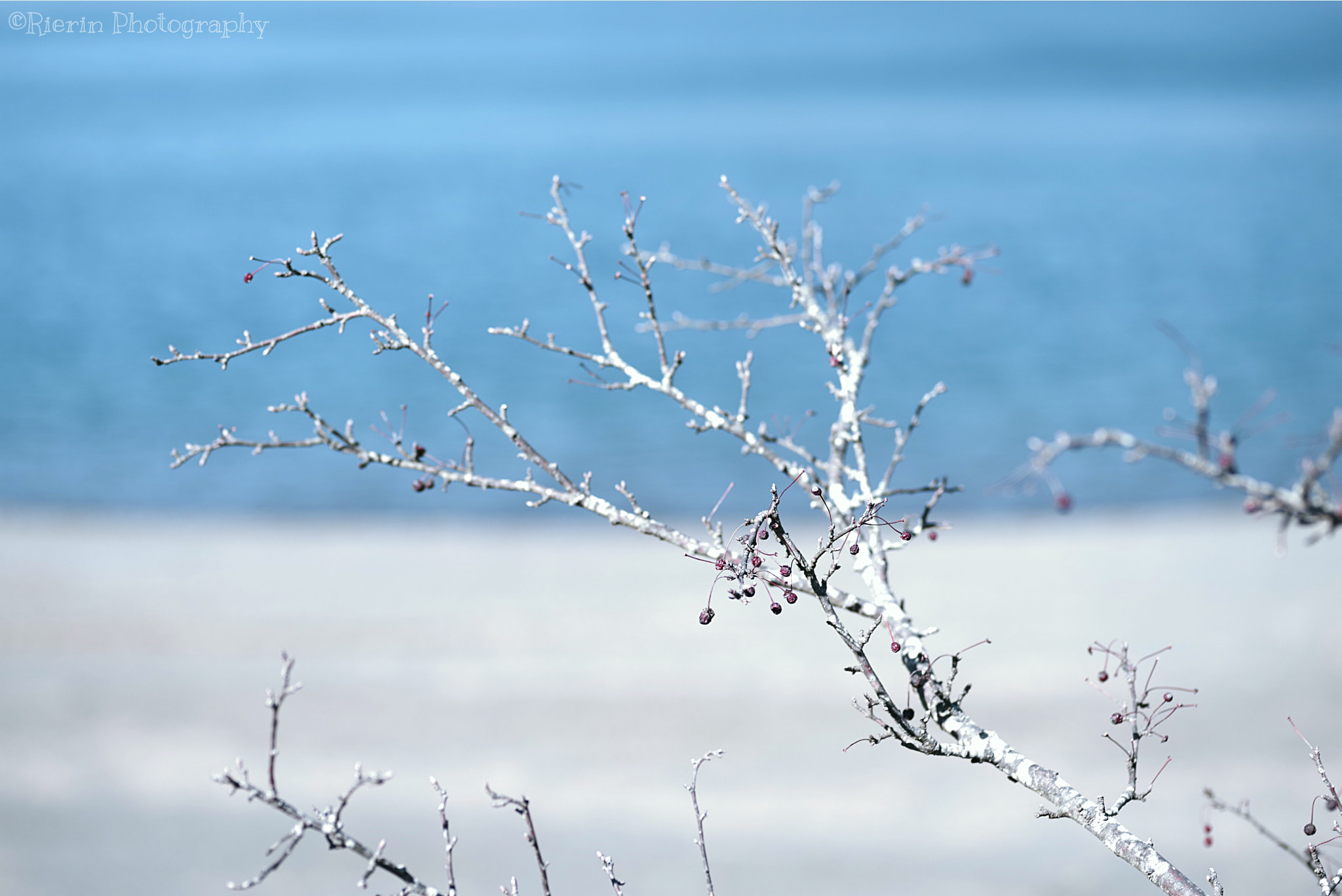 Pentax smc D-FA 100mm F2.8 Macro WR sample photo. At the lake. motosu, yamanashi photography