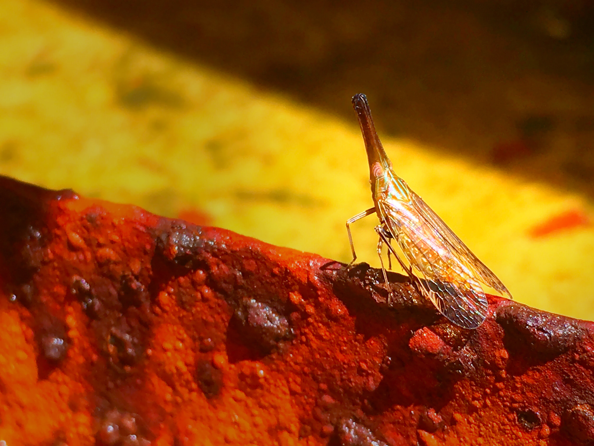 Apple iPhone8,1 sample photo. Planthopper photography