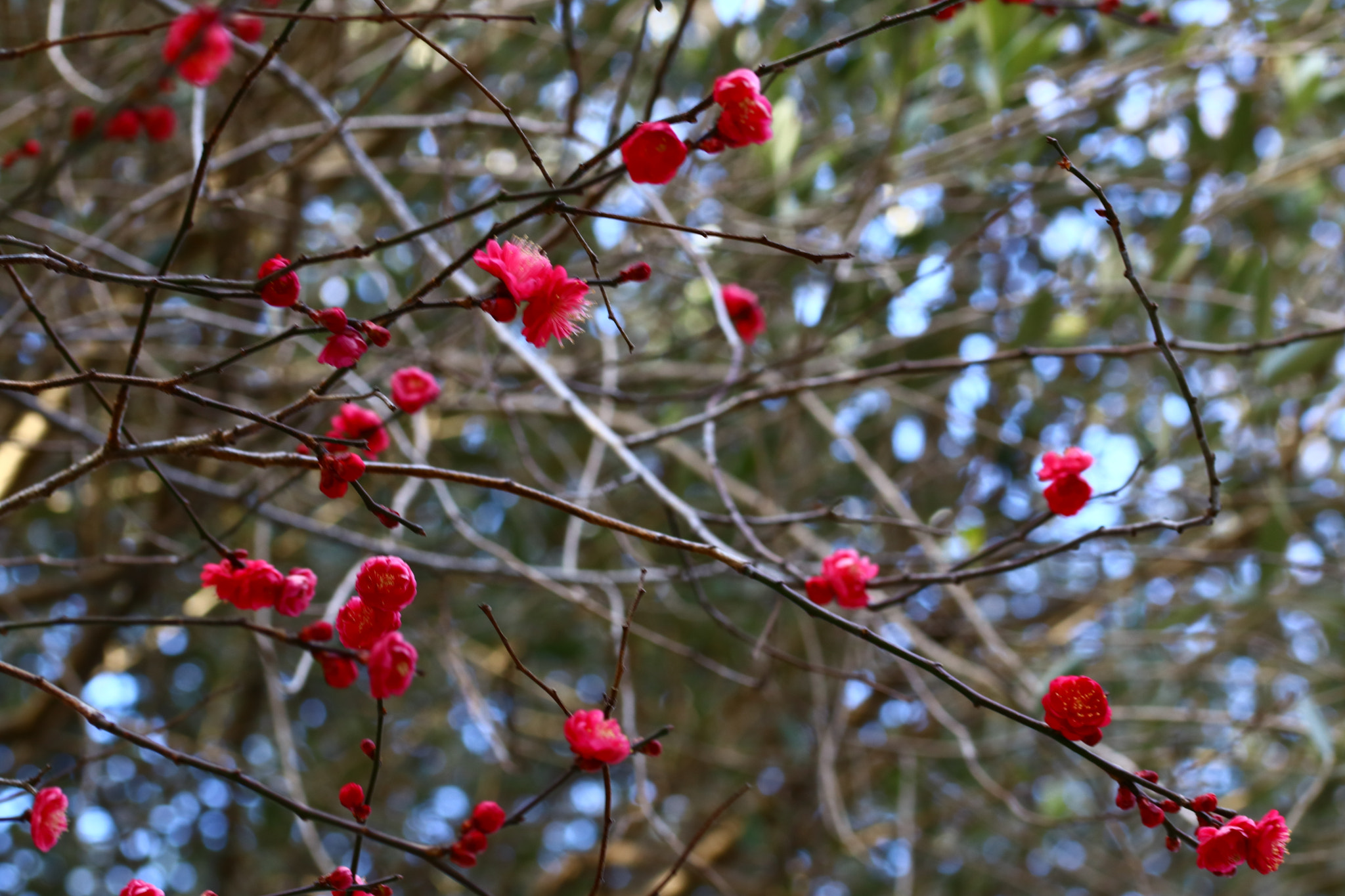 Sigma 105mm F2.8 EX DG OS HSM sample photo