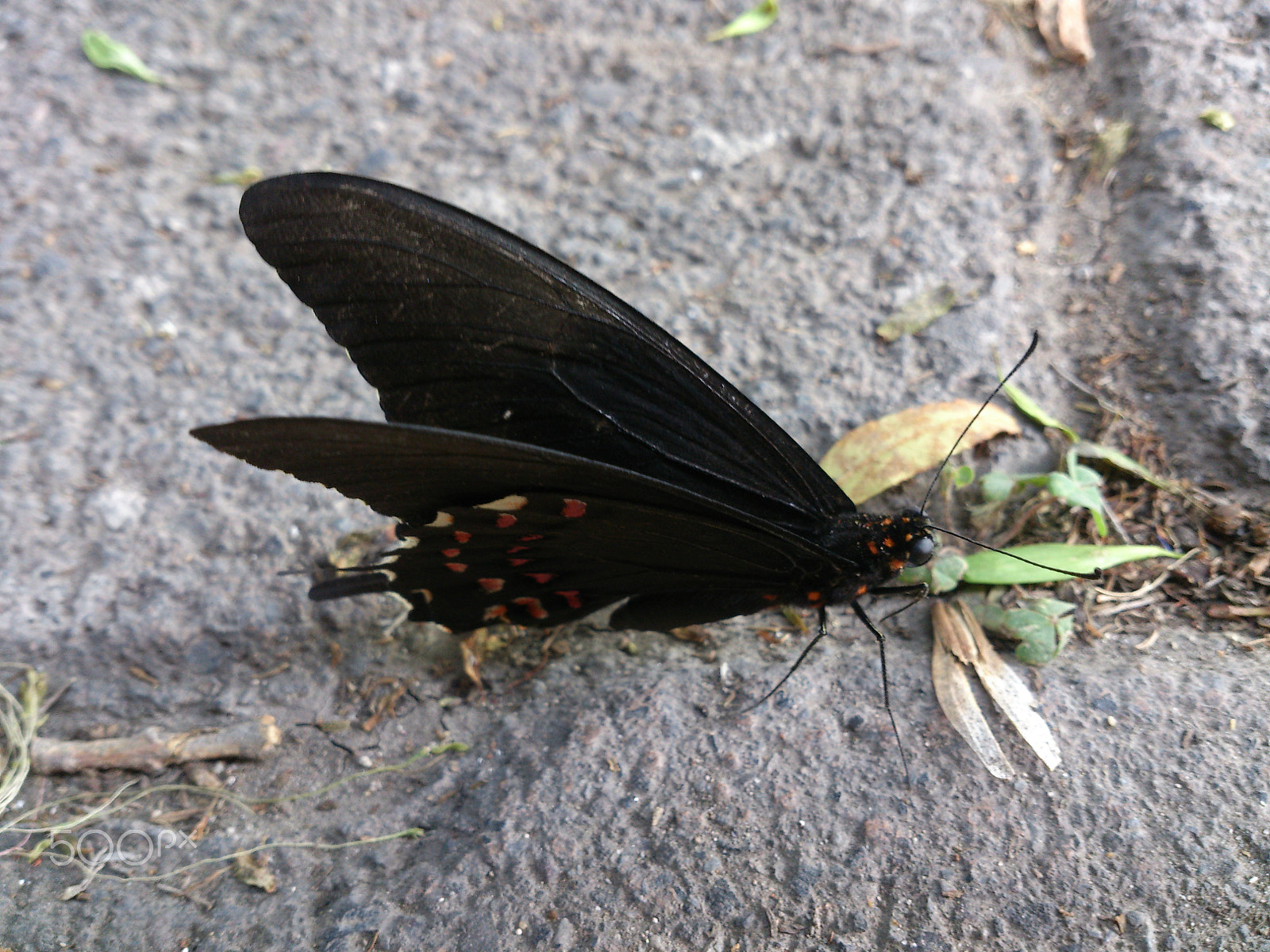 Sony Xperia V sample photo. Mariposa negra photography