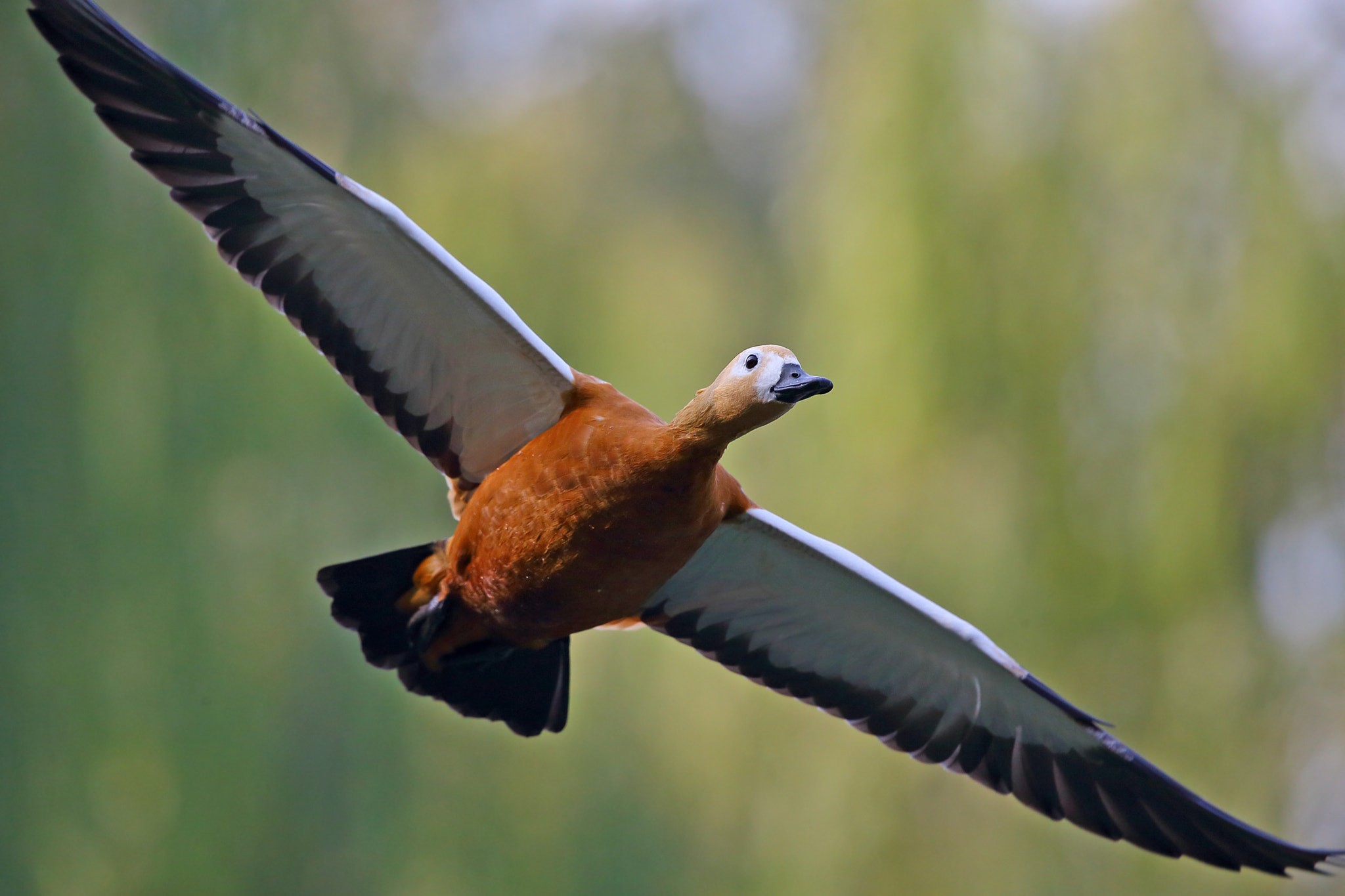 Canon EF 300mm F2.8L IS II USM sample photo. Tadorna ferruginea photography