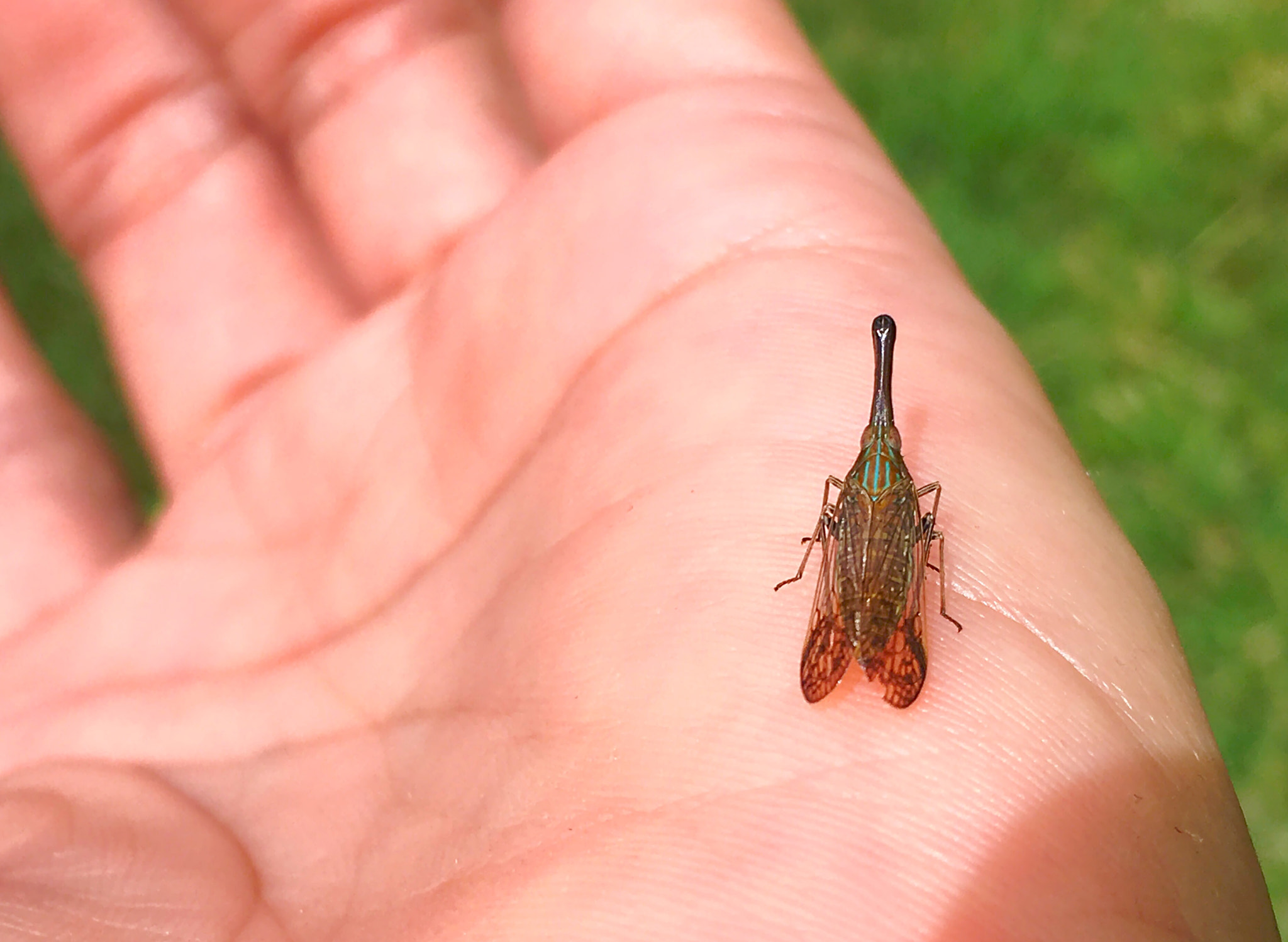 Apple iPhone8,1 sample photo. Planthopper photography