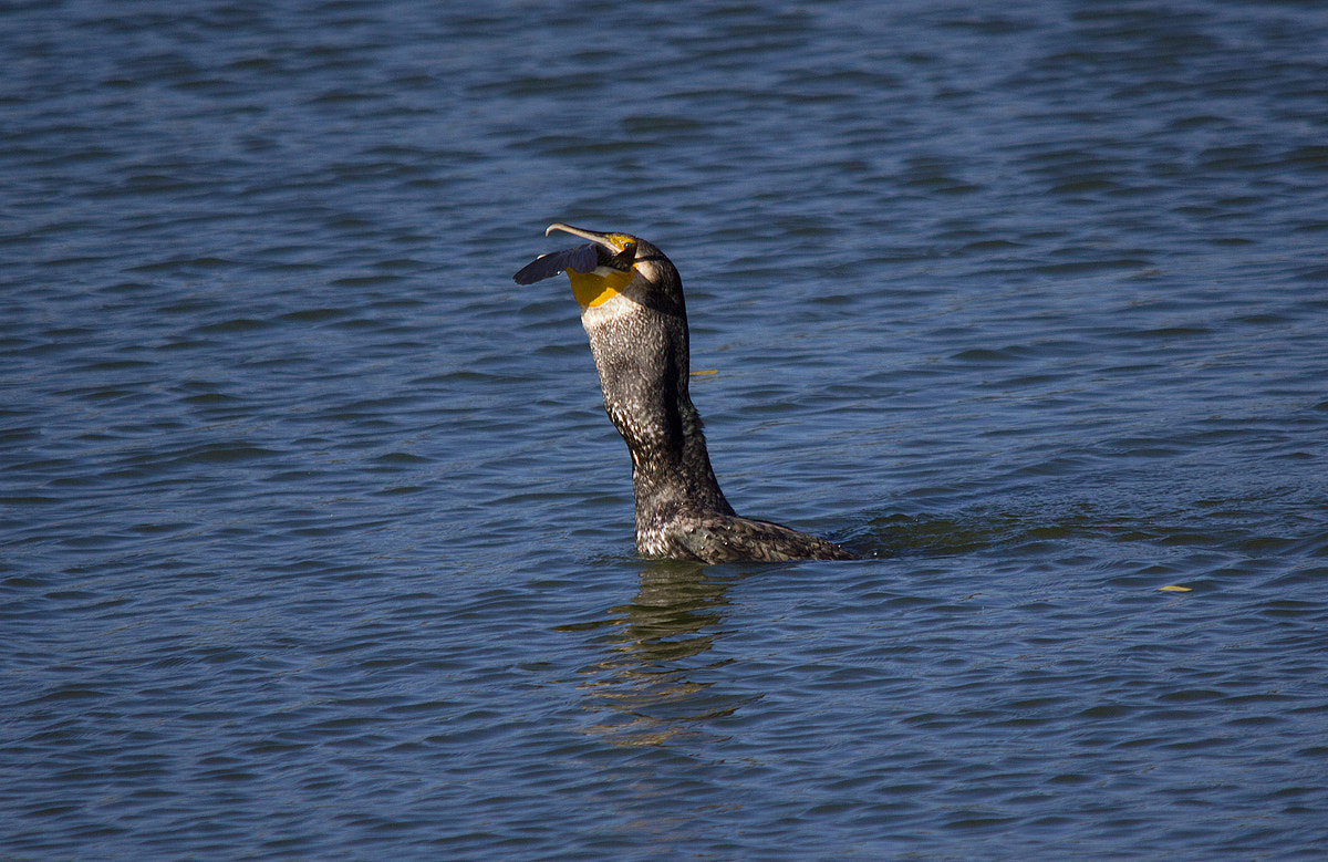 Canon EOS 550D (EOS Rebel T2i / EOS Kiss X4) + Sigma 150-500mm F5-6.3 DG OS HSM sample photo. Large cormorant with fish photography