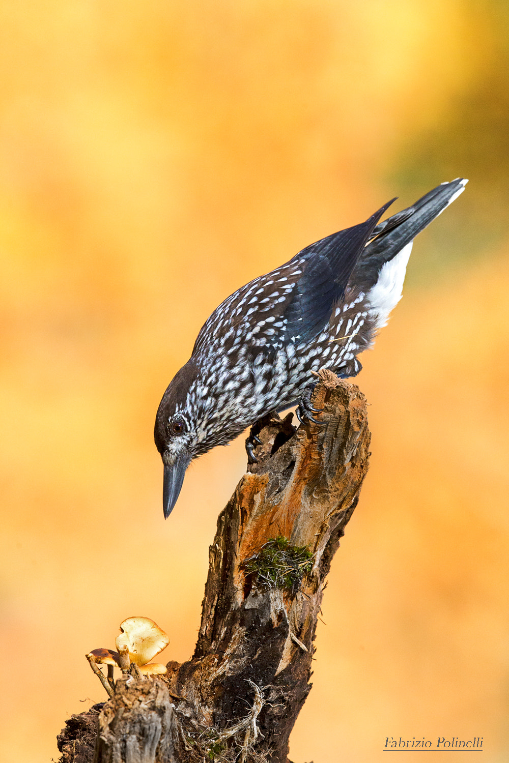 Canon EOS-1D X + Canon EF 500mm F4L IS II USM sample photo