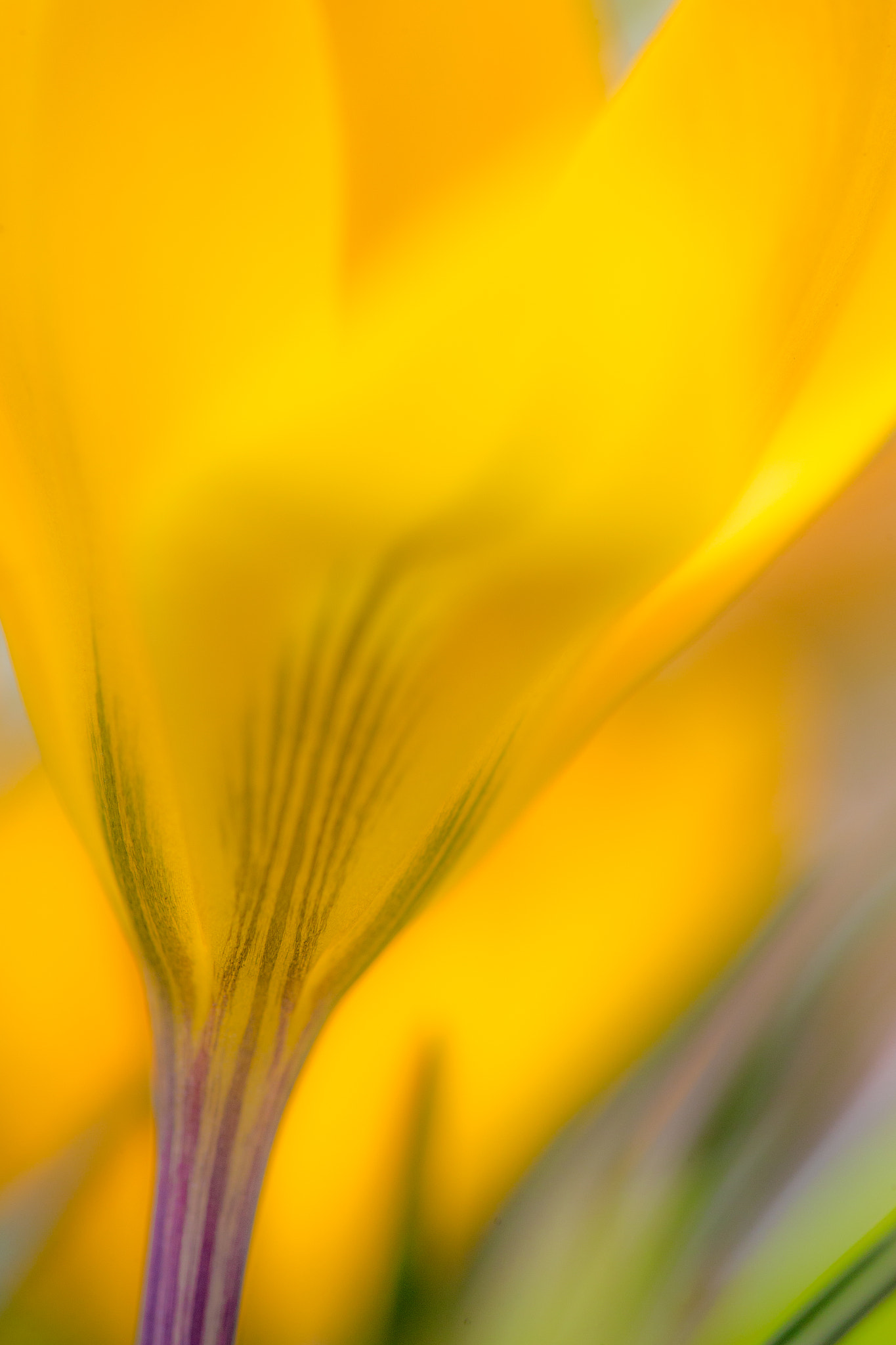 Canon EF 180mm F3.5L Macro USM sample photo. Flower photography