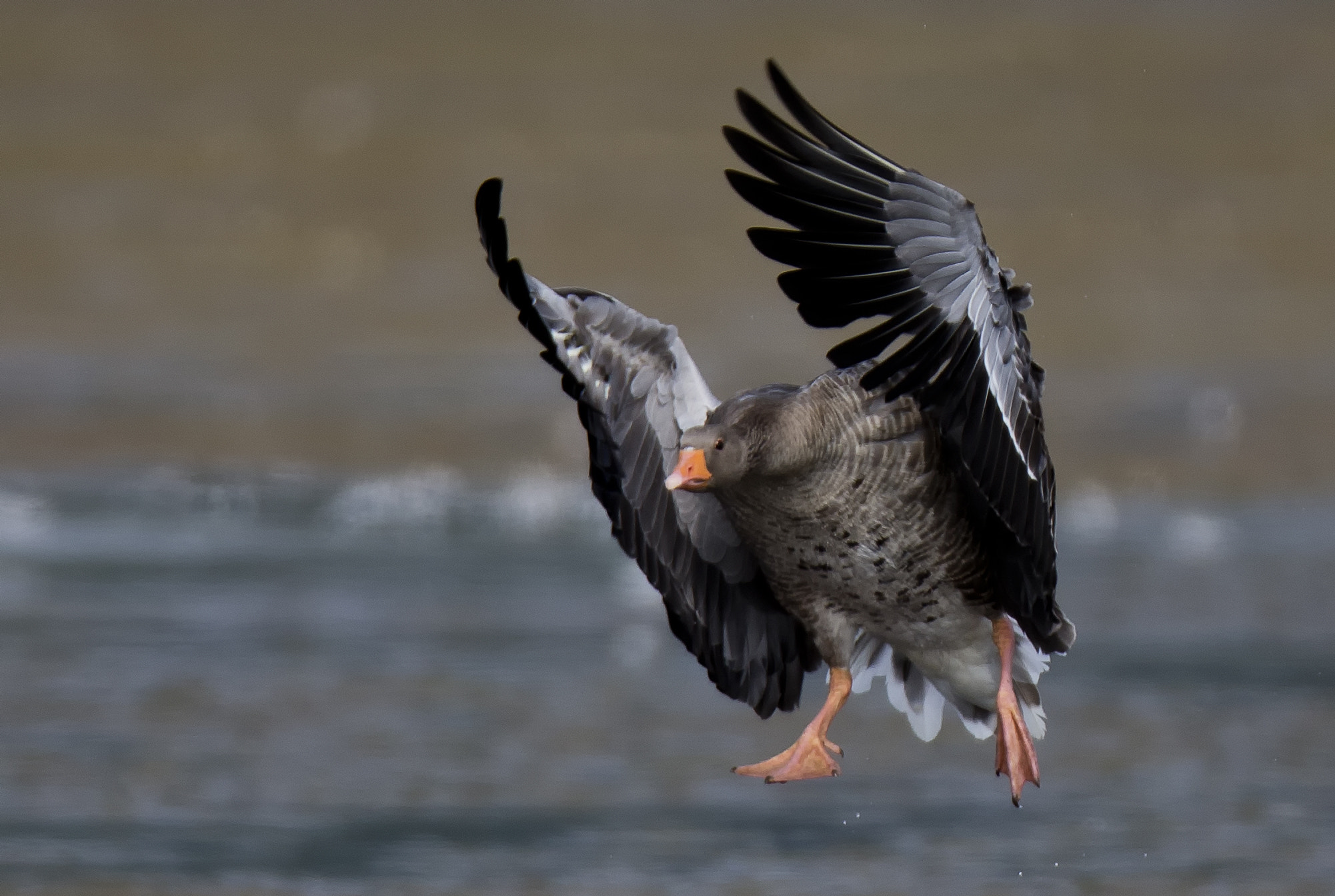 Canon EF 400mm F2.8L IS II USM sample photo. Greylag goose photography