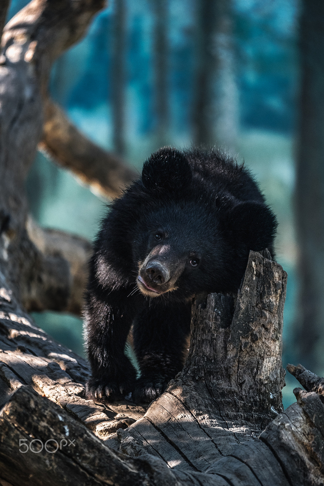 Nikon D810 + Sigma 150-500mm F5-6.3 DG OS HSM sample photo. Teddy bear photography