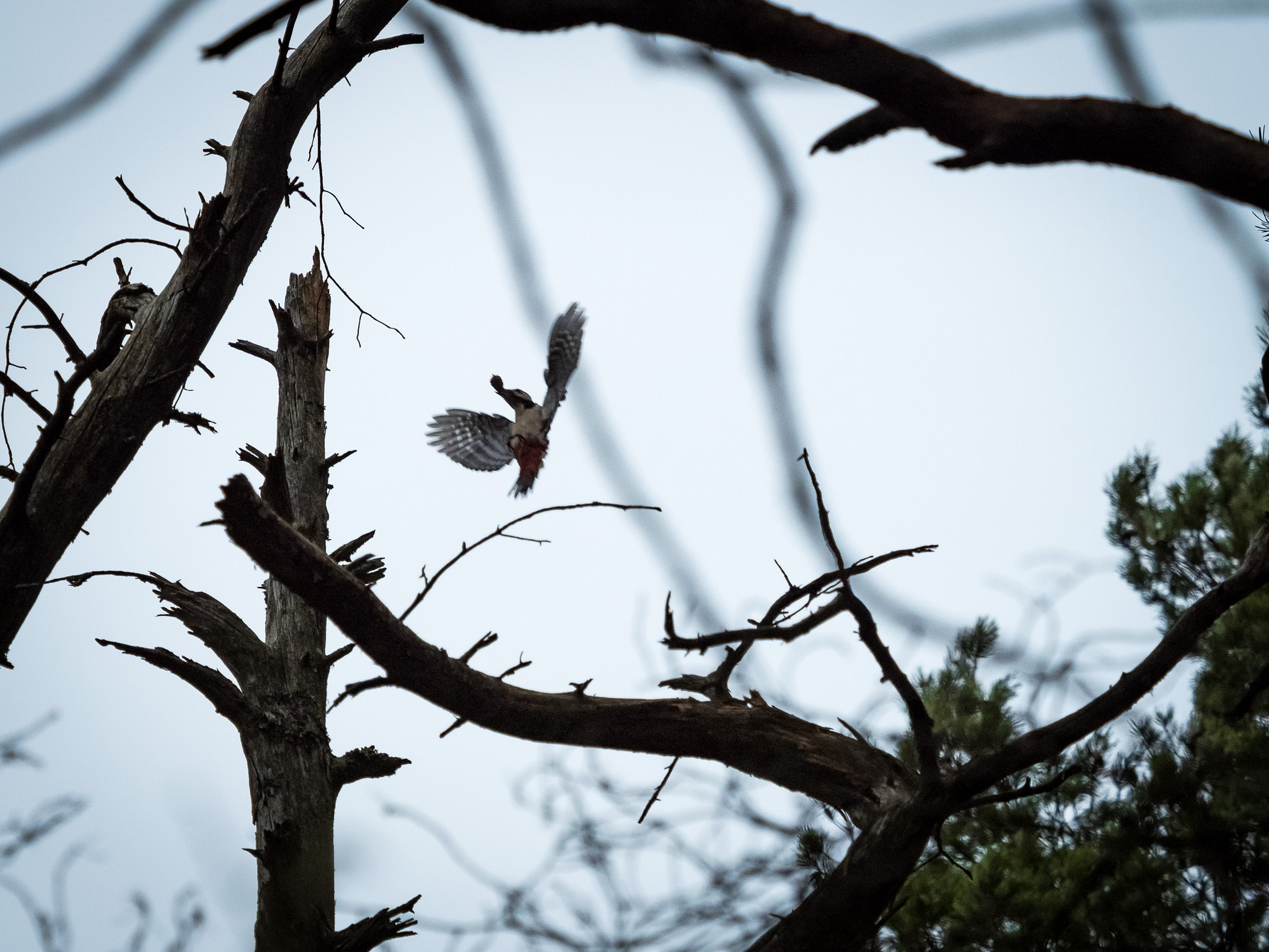 Olympus OM-D E-M5 II + Olympus M.Zuiko Digital ED 40-150mm F2.8 Pro sample photo. Spotted woodpecker photography