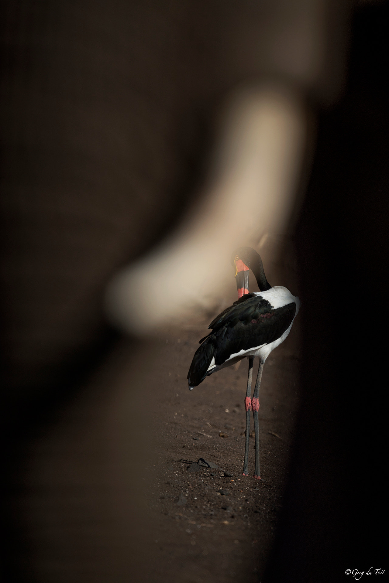 Nikon AF-S Nikkor 500mm F4E FL ED VR sample photo. Inside the waterhole photography