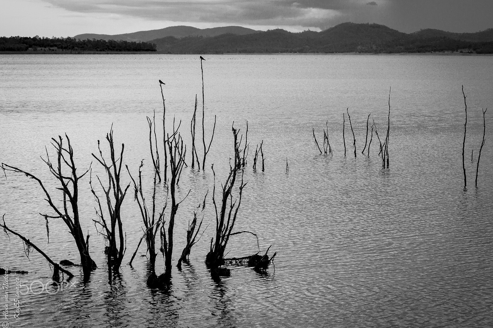 Canon EF 70-300mm F4-5.6L IS USM sample photo. Swallows resting on dead trees photography