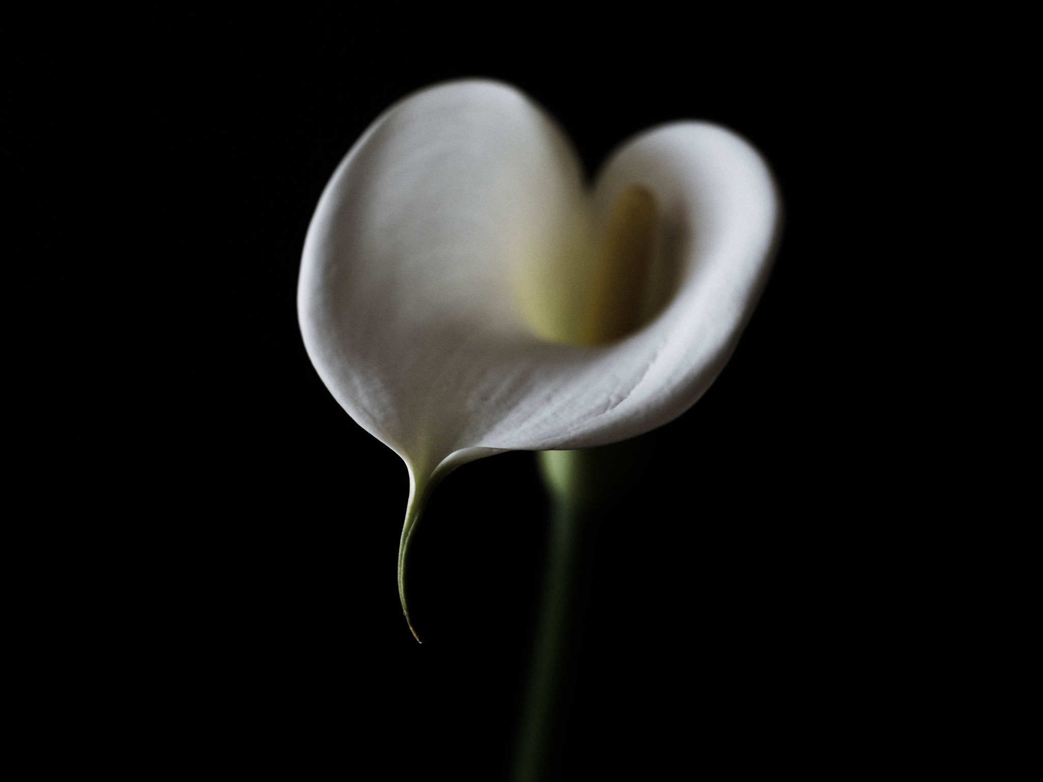 Panasonic Leica DG Macro-Elmarit 45mm F2.8 ASPH OIS sample photo