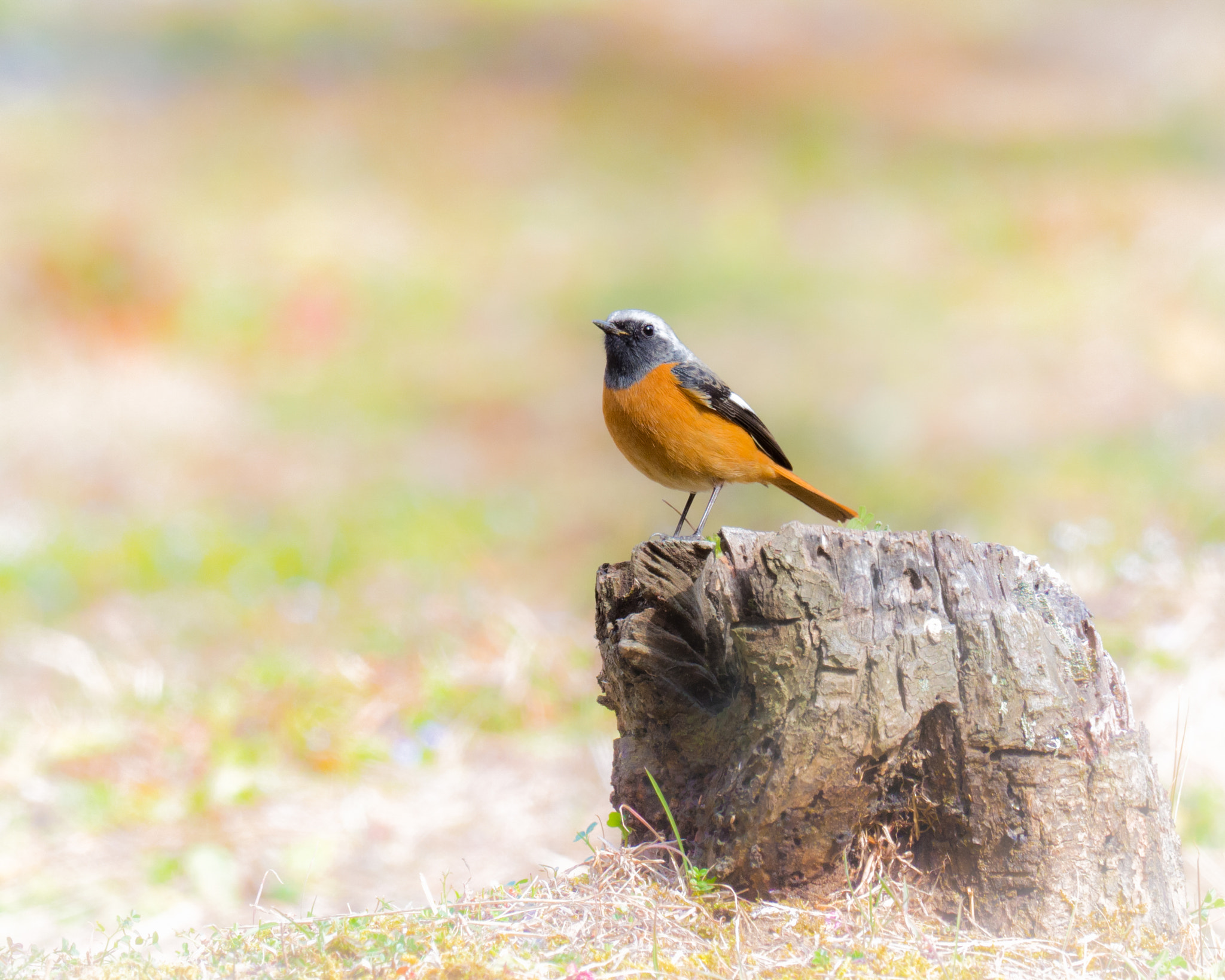 M.300mm F4.0 + MC-14 sample photo. Feeling the sign of spring photography