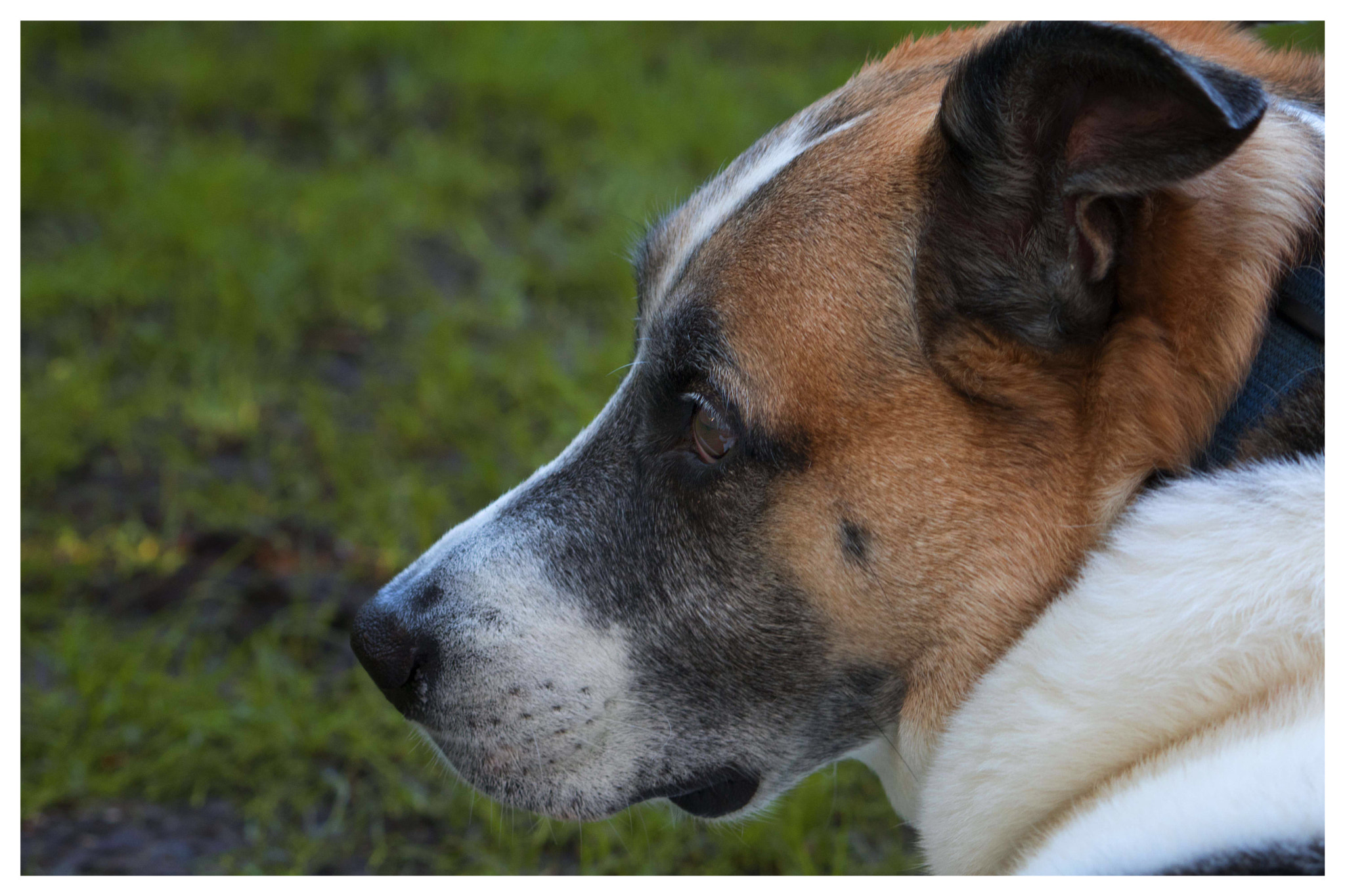 Canon EF-S 55-250mm F4-5.6 IS sample photo