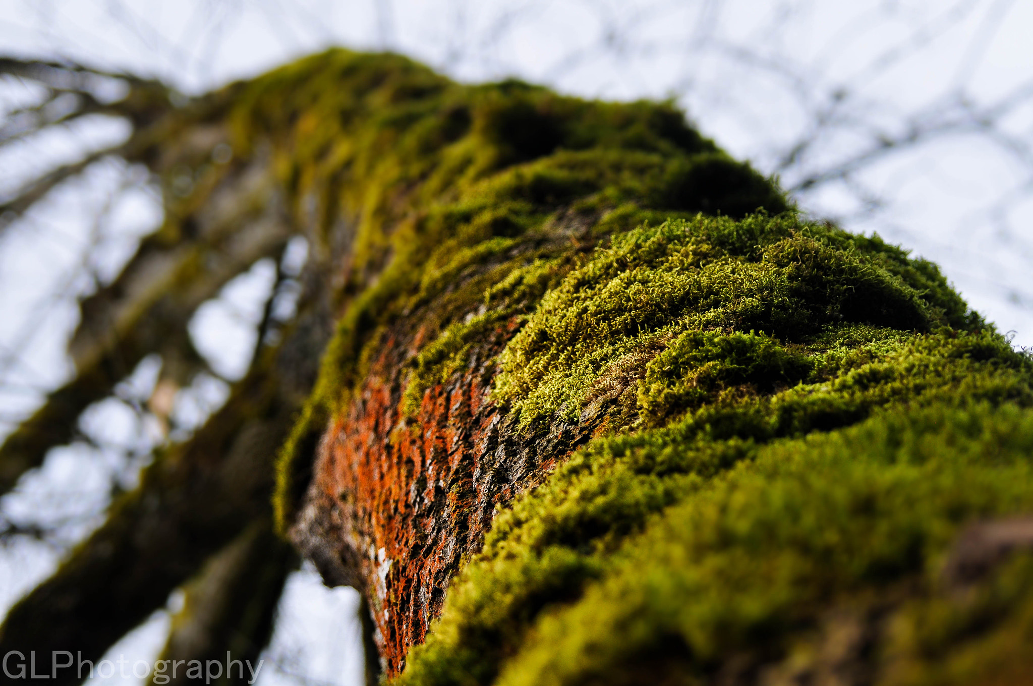 Nikon D5000 sample photo. View from below photography